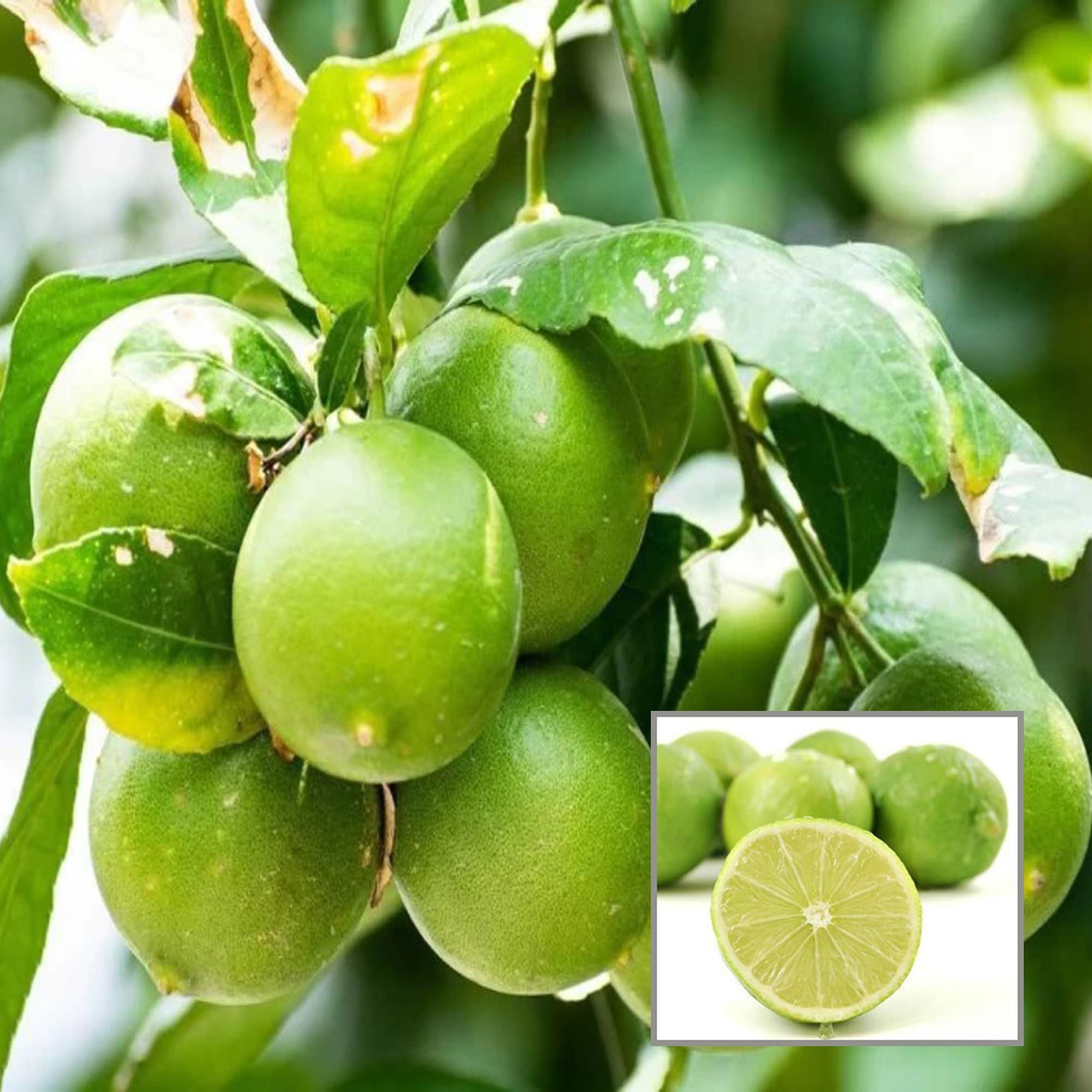 All Time Calcutta Pati Lemon Nimbu Layering/Grafted Fruit Plant (1-2 Feet Height)