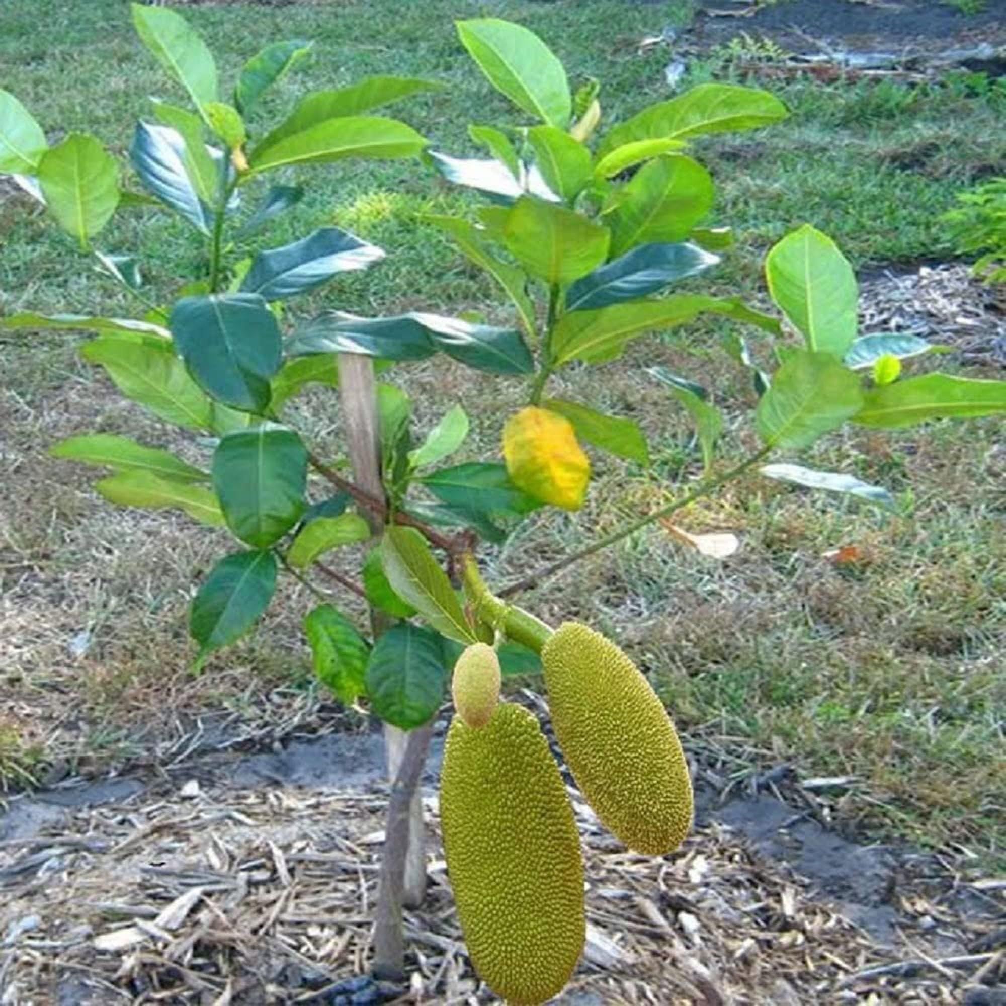 Thai All Season Jackfruit Panasa Varikka Katahal Chakka Grafted Fruit Plant (1.5-3 Feet Height)