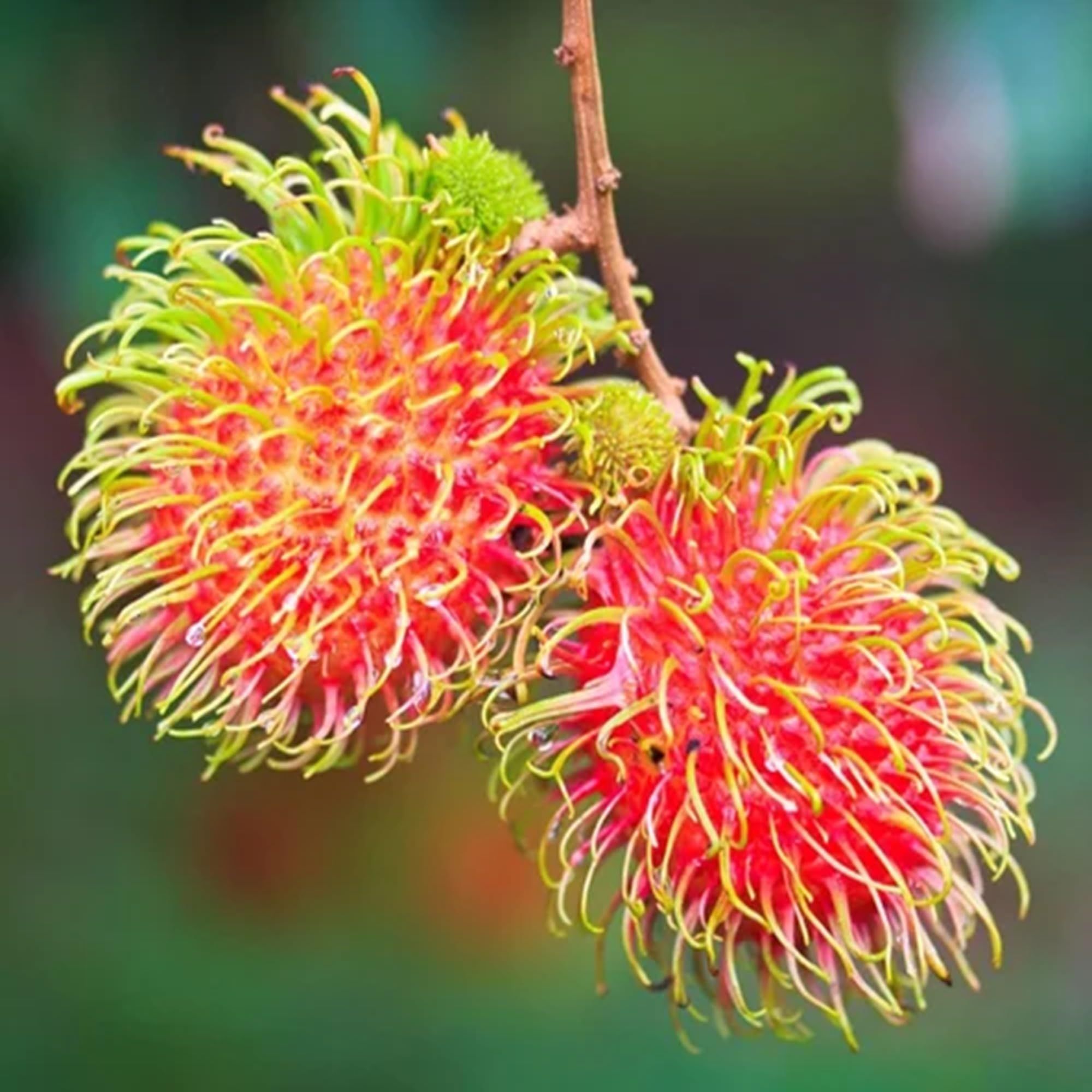 N18 Rambutan Grafted Fruit Plant (2-3 Feet Height)