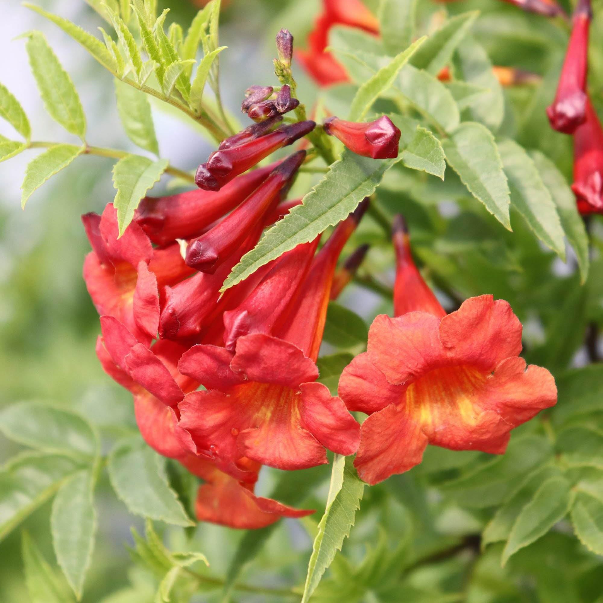 Red Colour Tecoma Climbers Flower Plant (1-2 Feet Height)