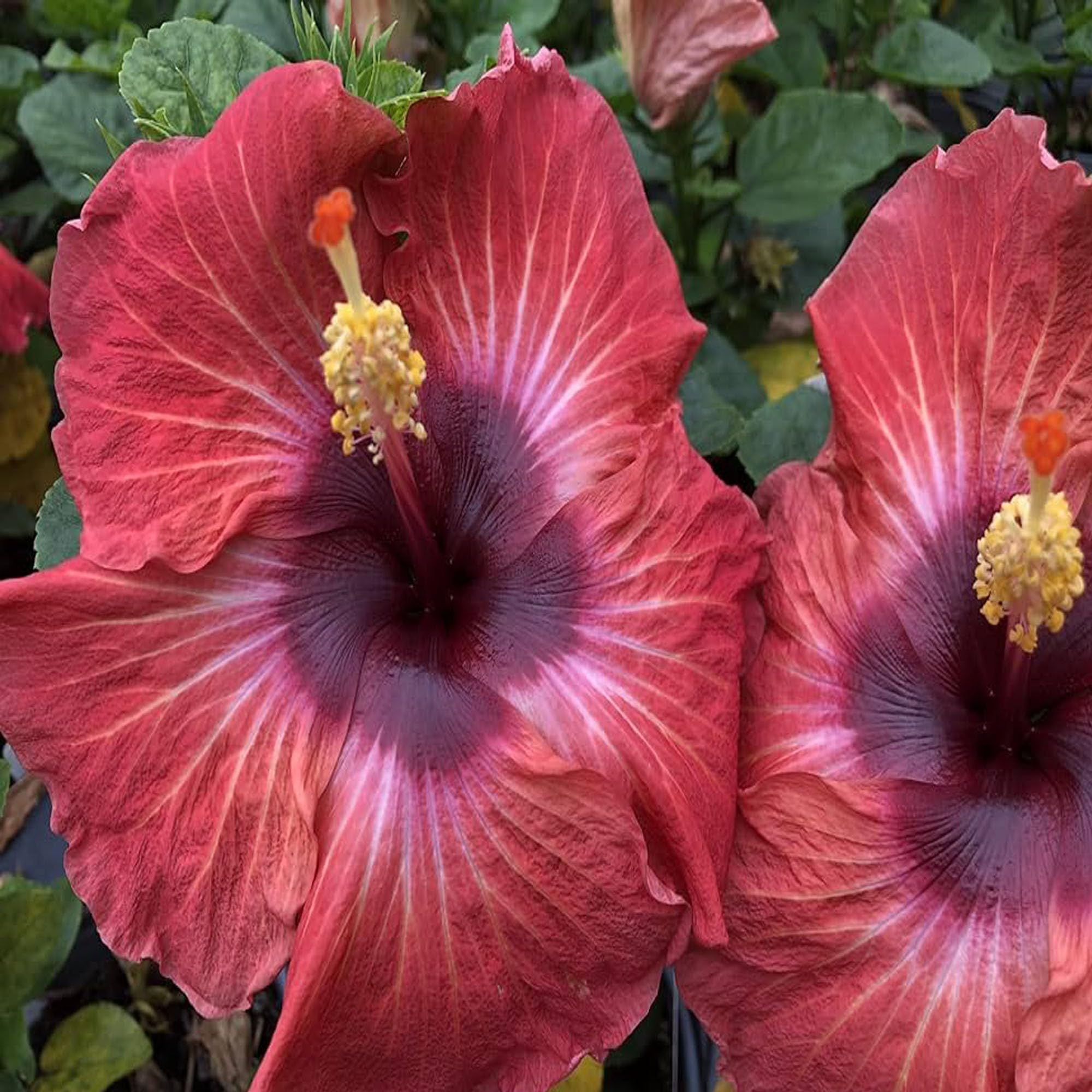 Red Colour Hybrid Hibiscus Joba Gudhal Flower Plant (1-2 Feet Height)
