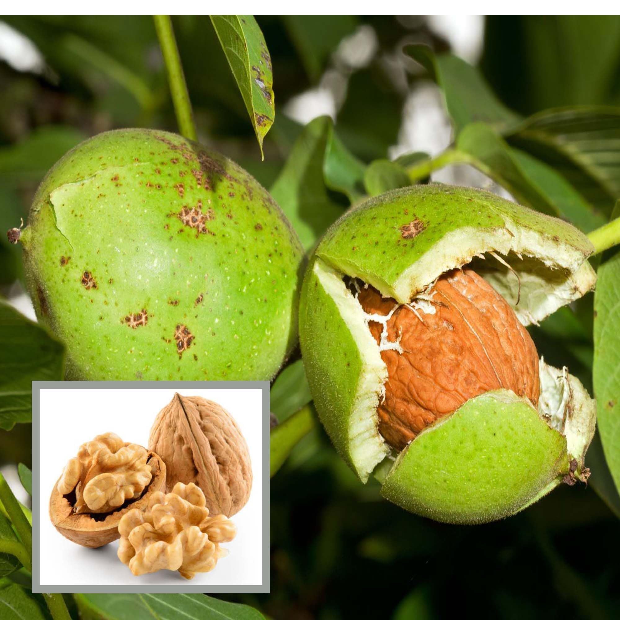 Walnuts Akhrot Grafted Fruit Plant (2-3 Feet Height)