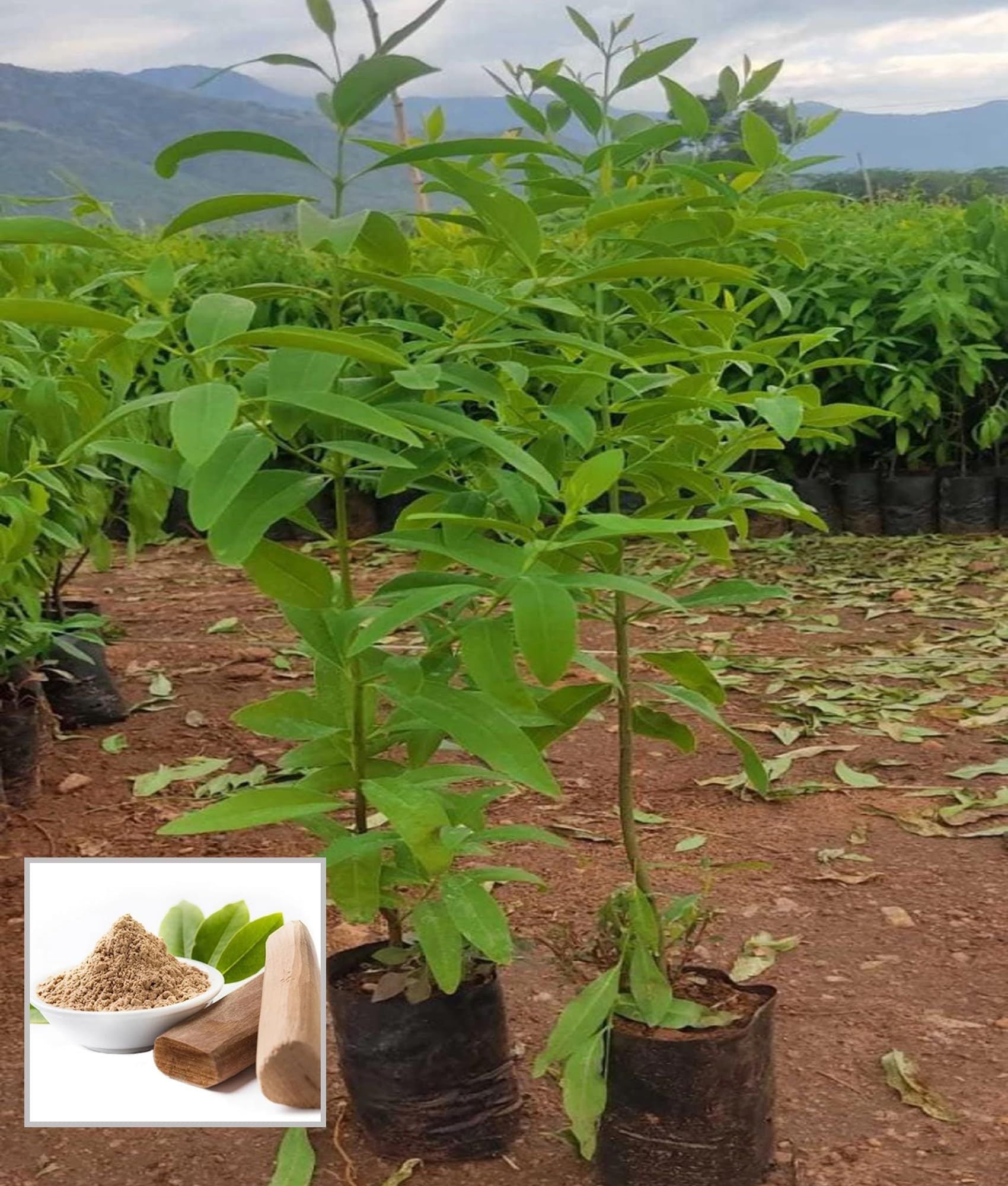 White Sandalwood Chandan Avenue Plant (1.5-3 Feet Height)