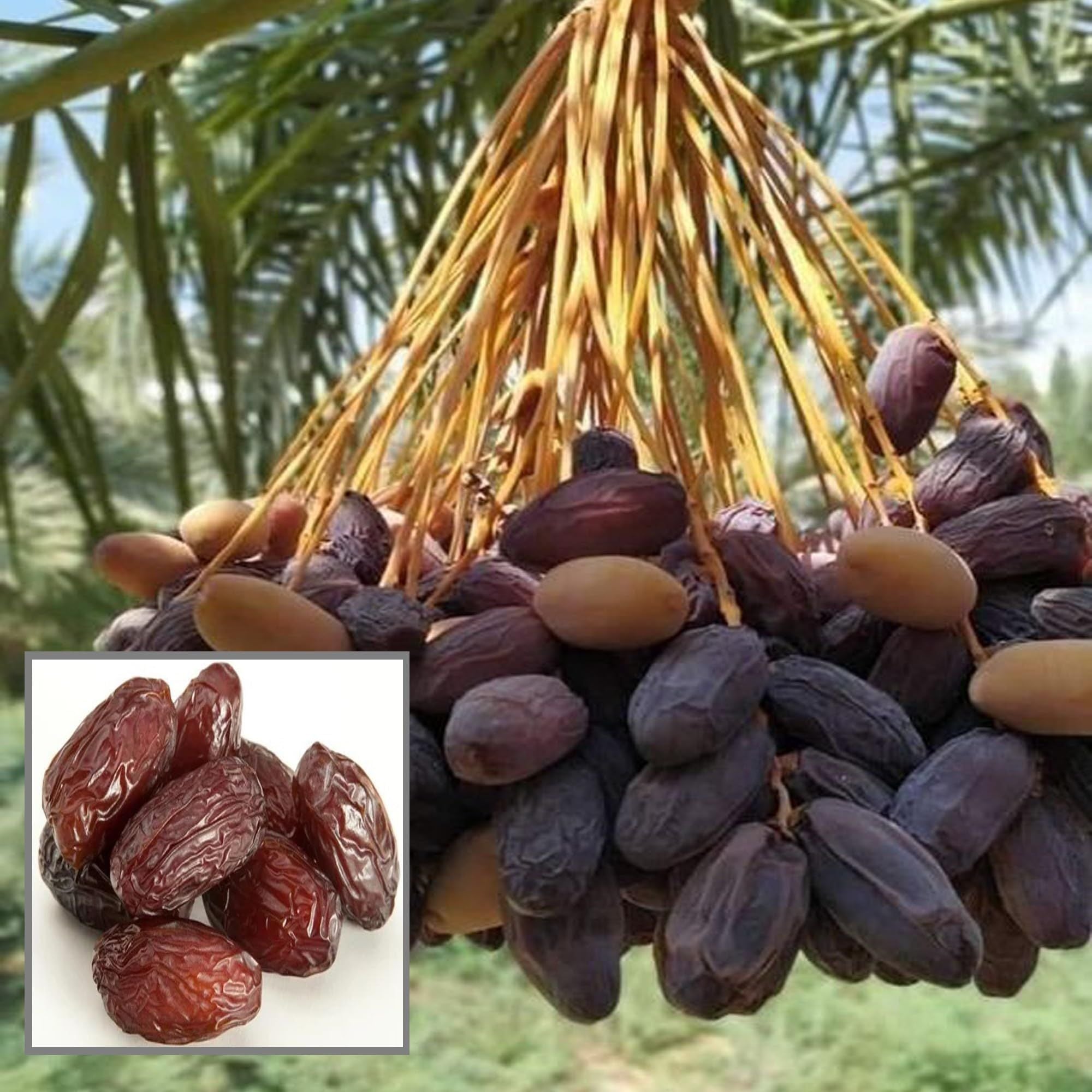Deglet Noor Dates Palm Arabian Khurma Khajoor Dwarf Fruit Plant (1.5-3 Feet Height)