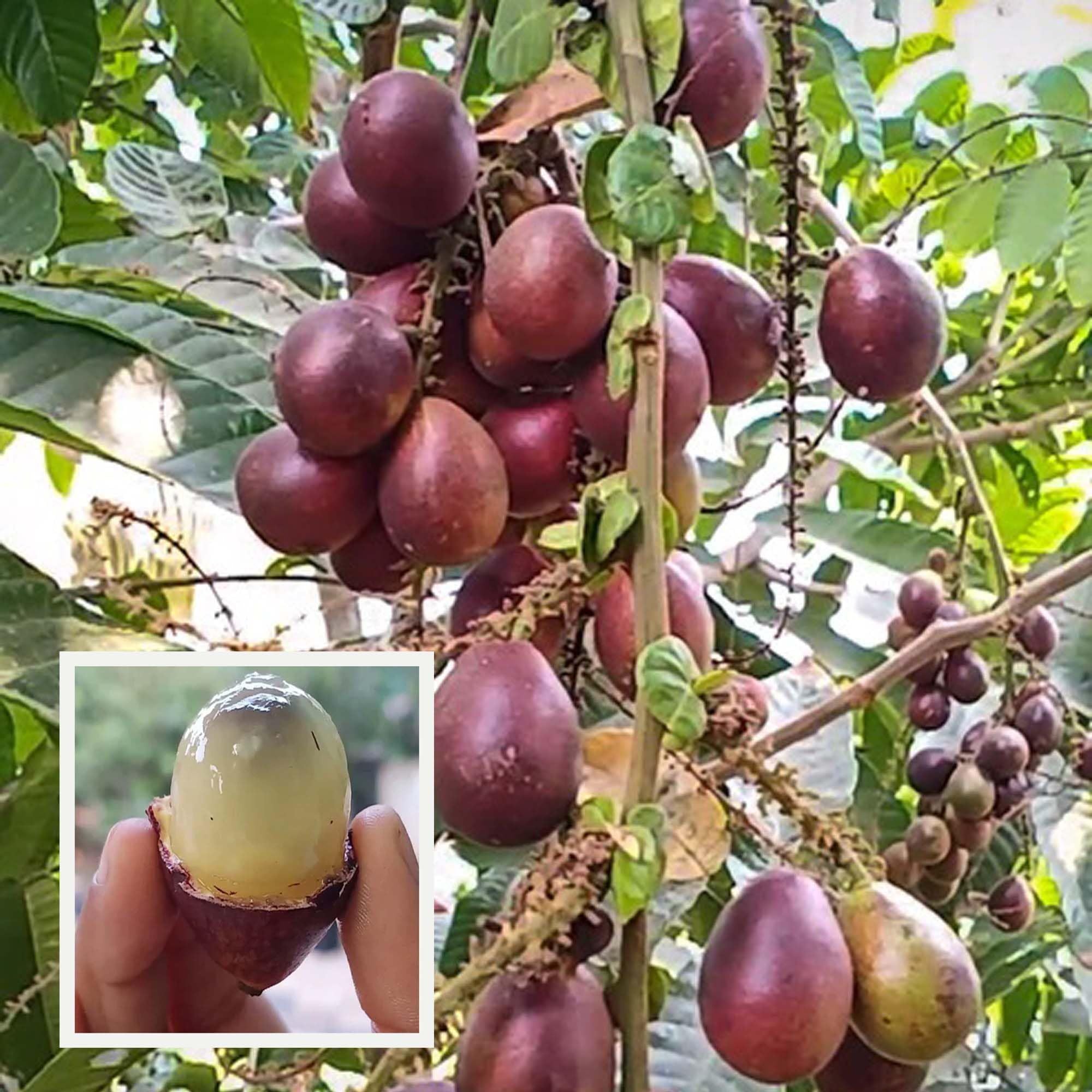 Purple Matoa Fruit Plant (1.5-3 Feet Height)
