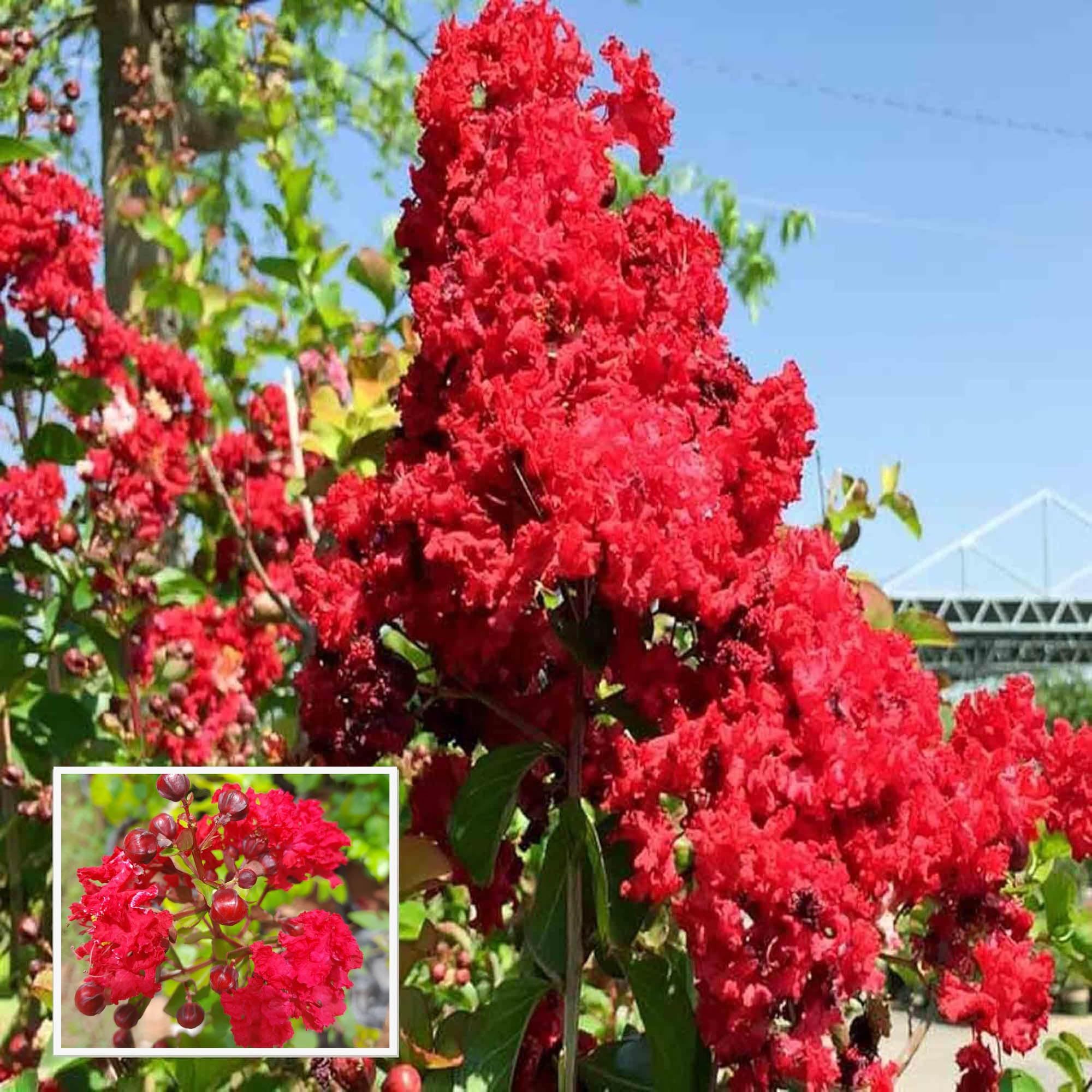 Red Colour Furush Flower Plant (1-2 Feet Height)