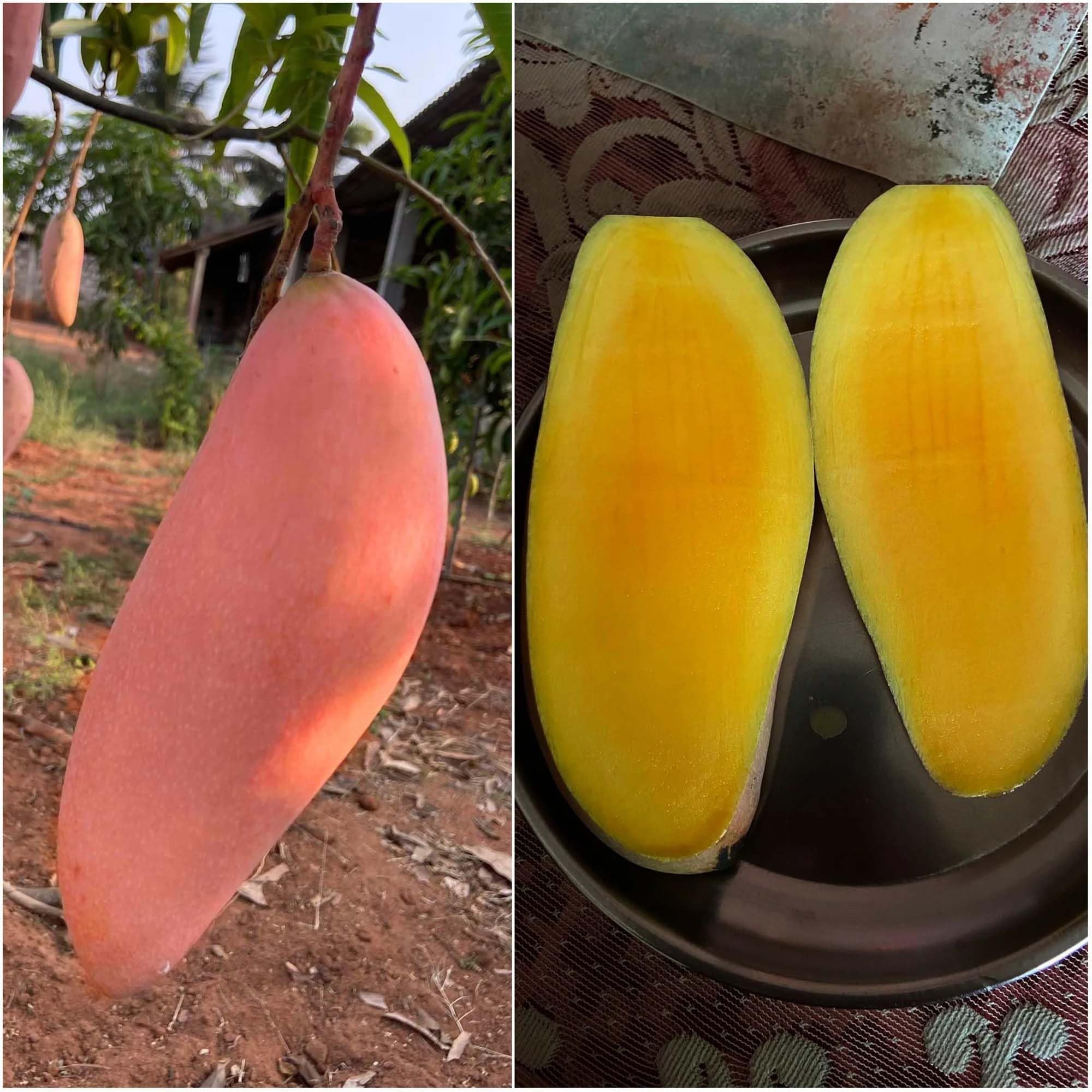 Red Ivory Mango Aam Grafted Fruit Plant (1.5-3 Feet Height)