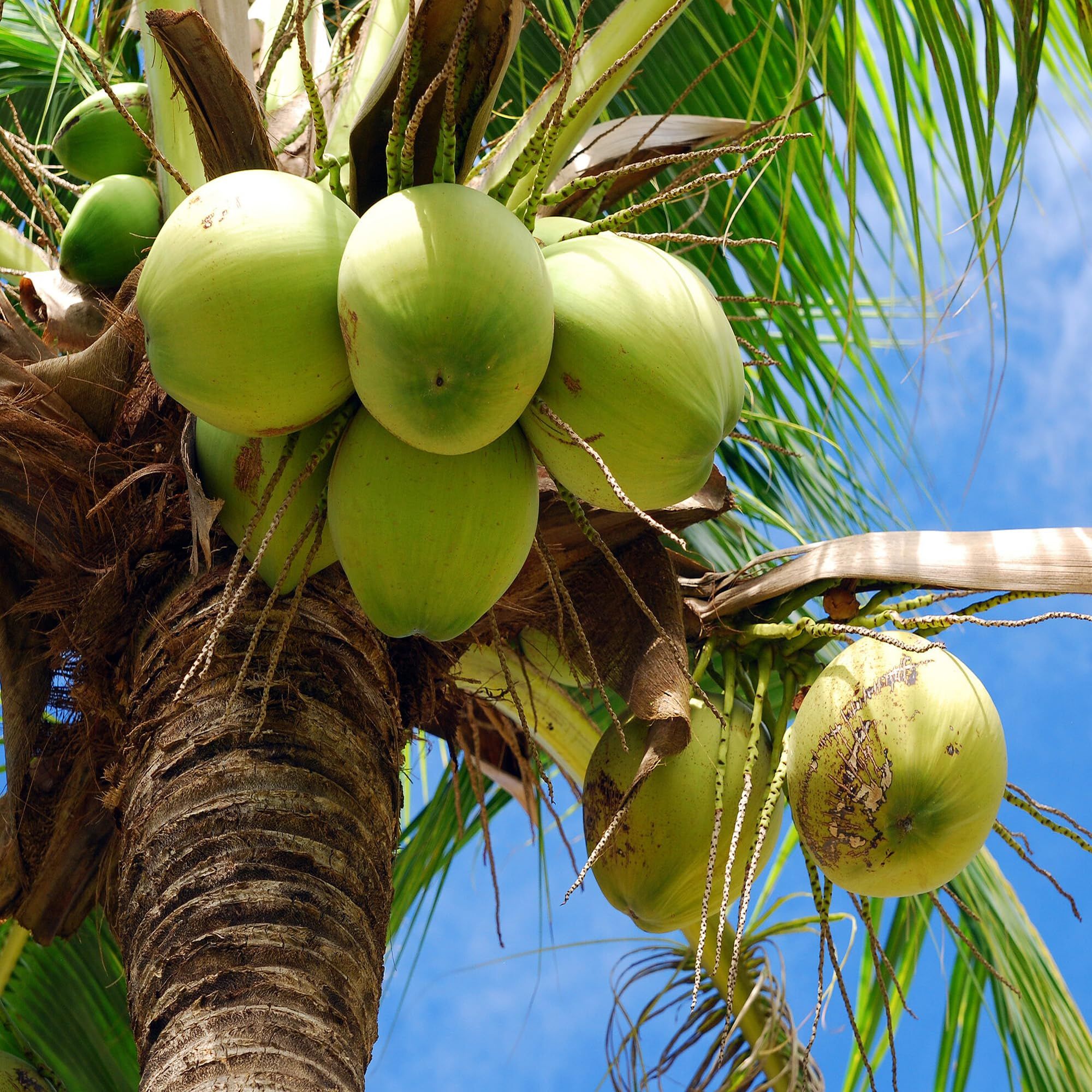 Tall Coconut Nariyal Fruit Plant (2-4 Feet Height)