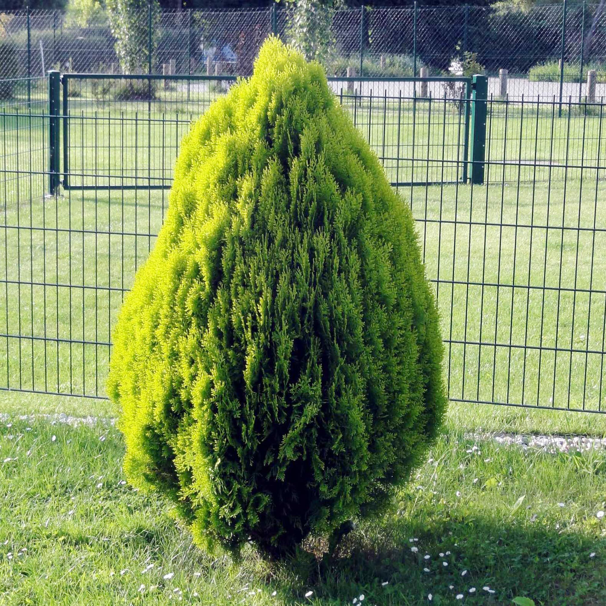 Thuja Orientalis Morpankhi Jhau Ornamental Plant (1.5-3 Feet Height)