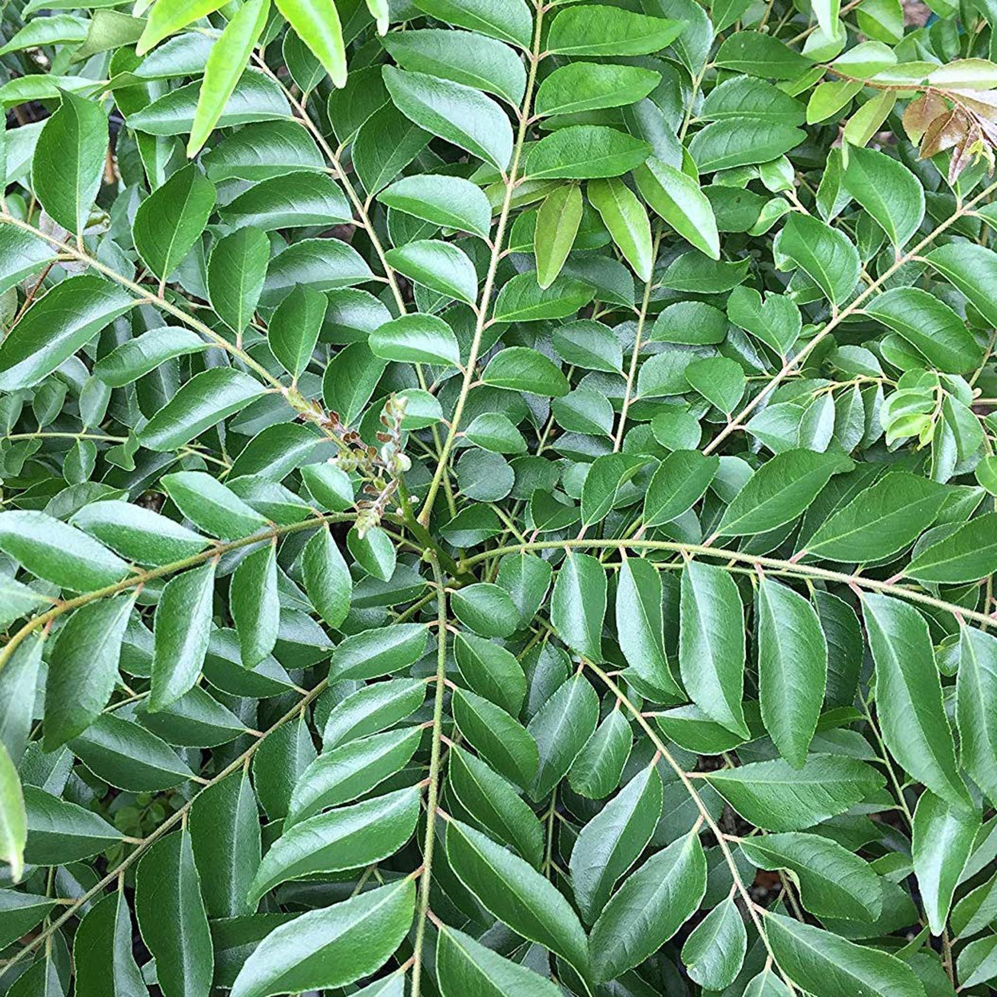Curry Leaves Kadi Patta Murraya koenigii Meetha Neem Plant (1-2 Feet Height)