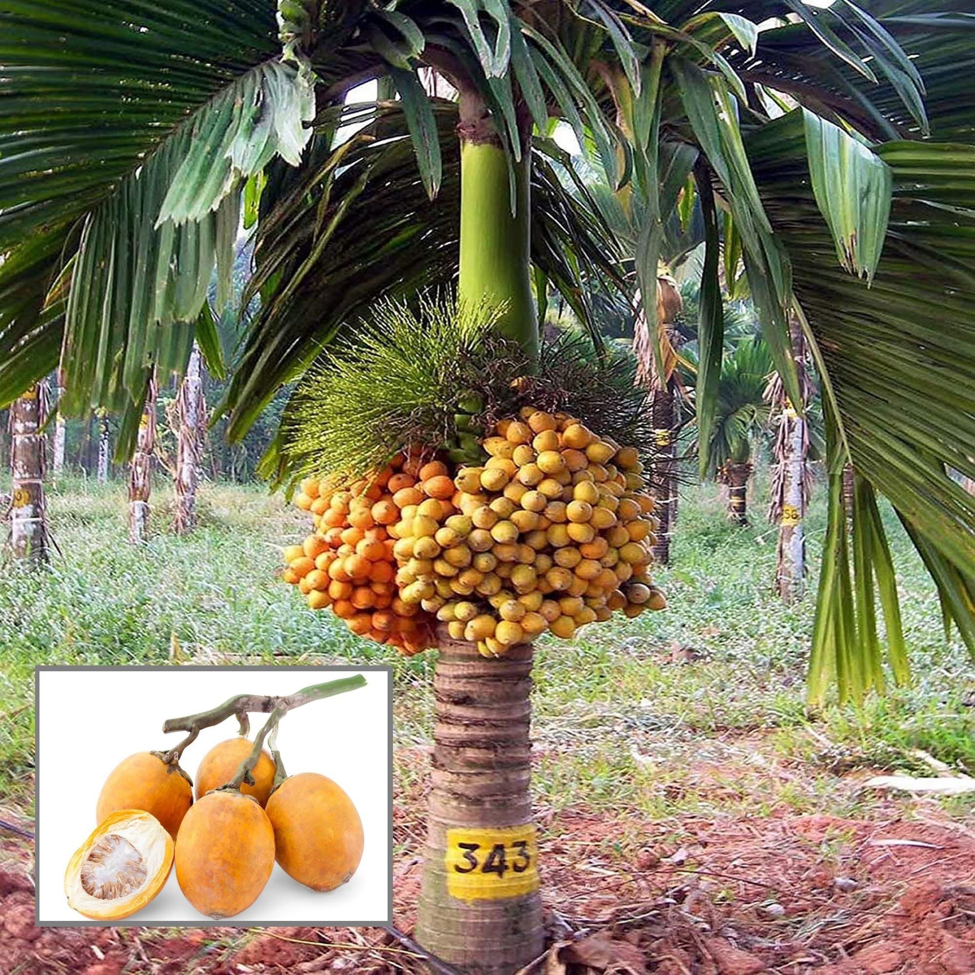 Inter Mangala Arecanut Betel Nut Supari Hybrid Dwarf Fruit Plant (1.5-3 Feet Height)