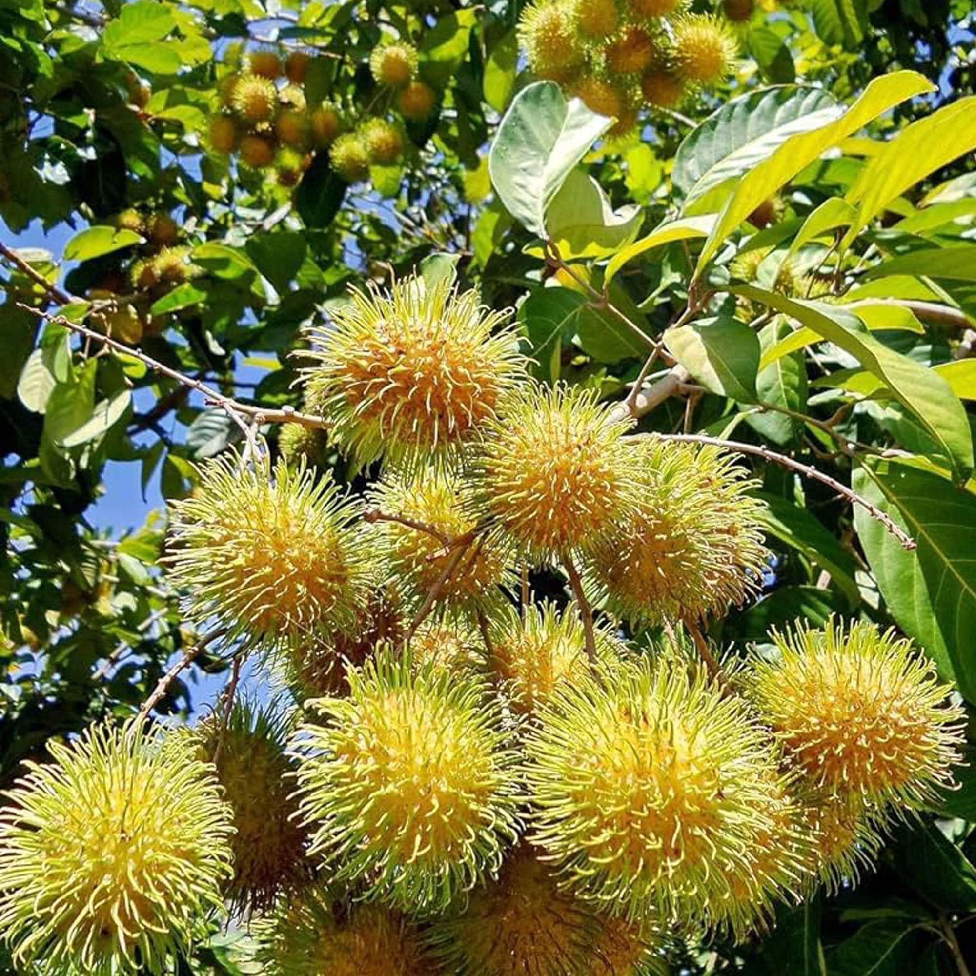 E35 Rambutan Grafted Fruit Plant (2-3 Feet Height)