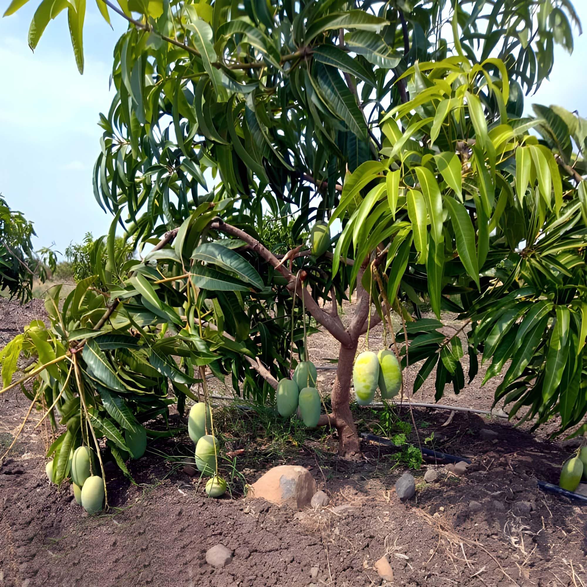 Dasheri Mango Aam Grafted Fruit Plant (1.5-3 Feet Height)
