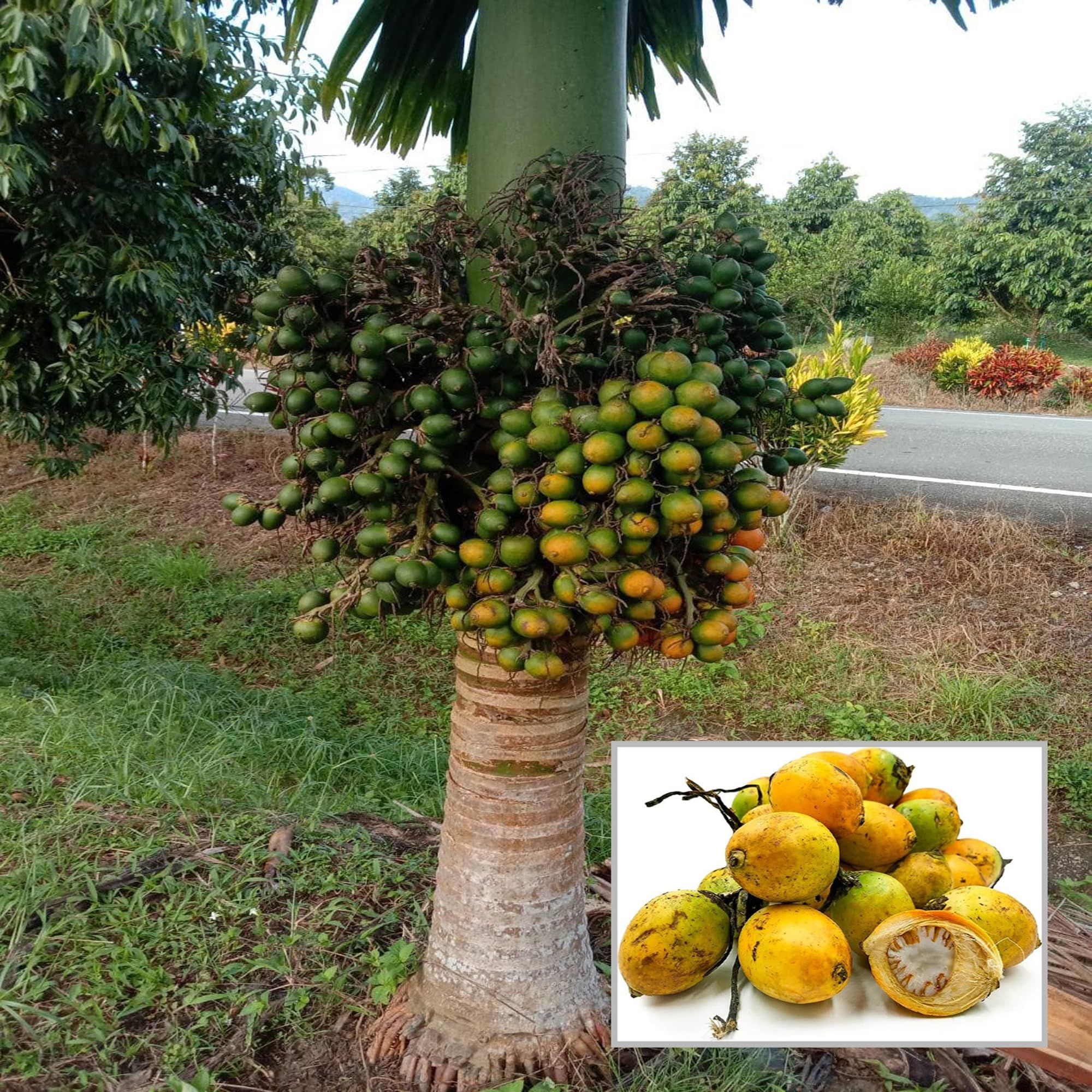 VTLAH -2 Vittal Hybrid-2 Arecanut Betel Nut Supari Hybrid Dwarf Fruit Plant (1.5-3 Feet Height)