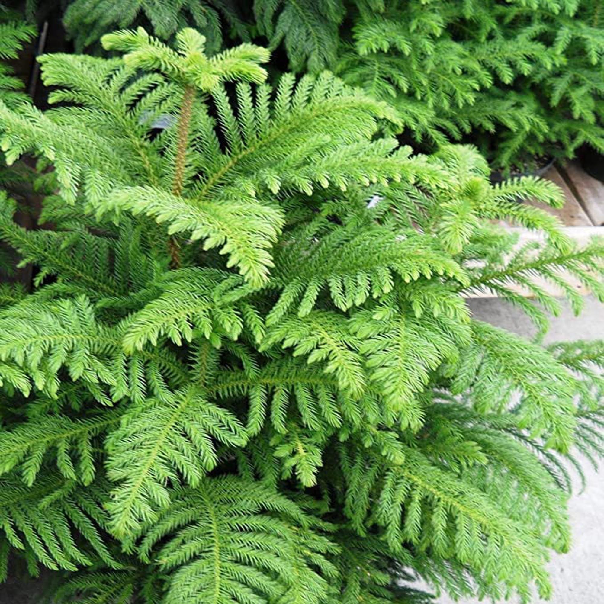 Christmas Tree Araucaria Heterophylla Jhau Ornamental Plant (1.5-3 Feet Height)
