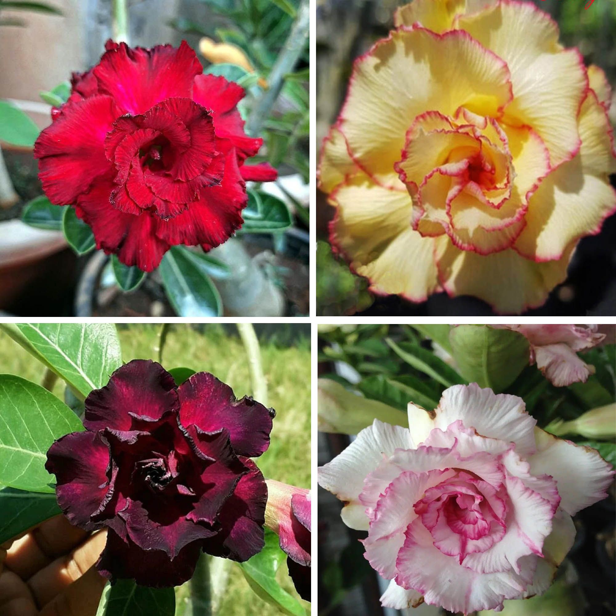 Adenium  Obesum Desert Rose Grafted Flowers Plant (pack of 4)