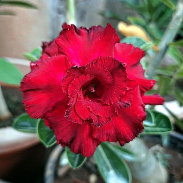 Adenium  Obesum Desert Rose Grafted Flowers Plant (pack of 4)