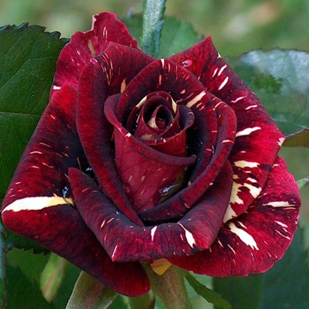 Deep Red Crimson Rose Fragrant Flower Plant (1-2 Feet Height)