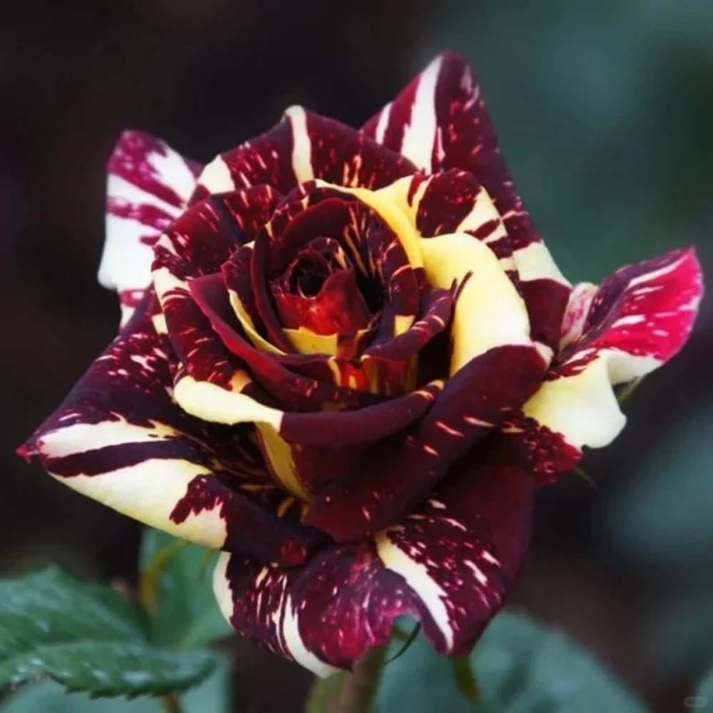 Deep Red Crimson Rose Fragrant Flower Plant (1-2 Feet Height)