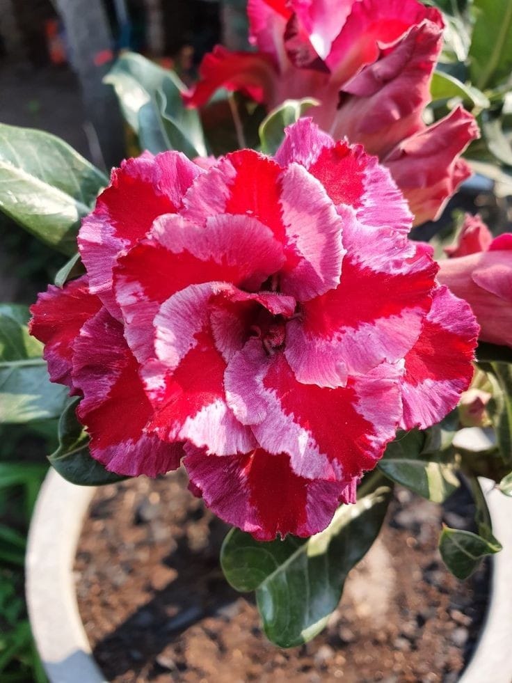 Rosey Verity Adenium Obesum Desert Rose Grafted Flowers Plant-P103