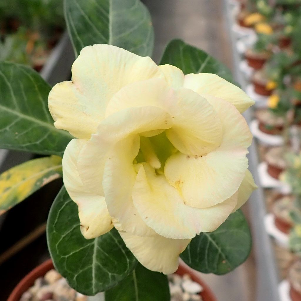 Adenium  Obesum Desert Rose Grafted Flowers Plant (pack of 5)