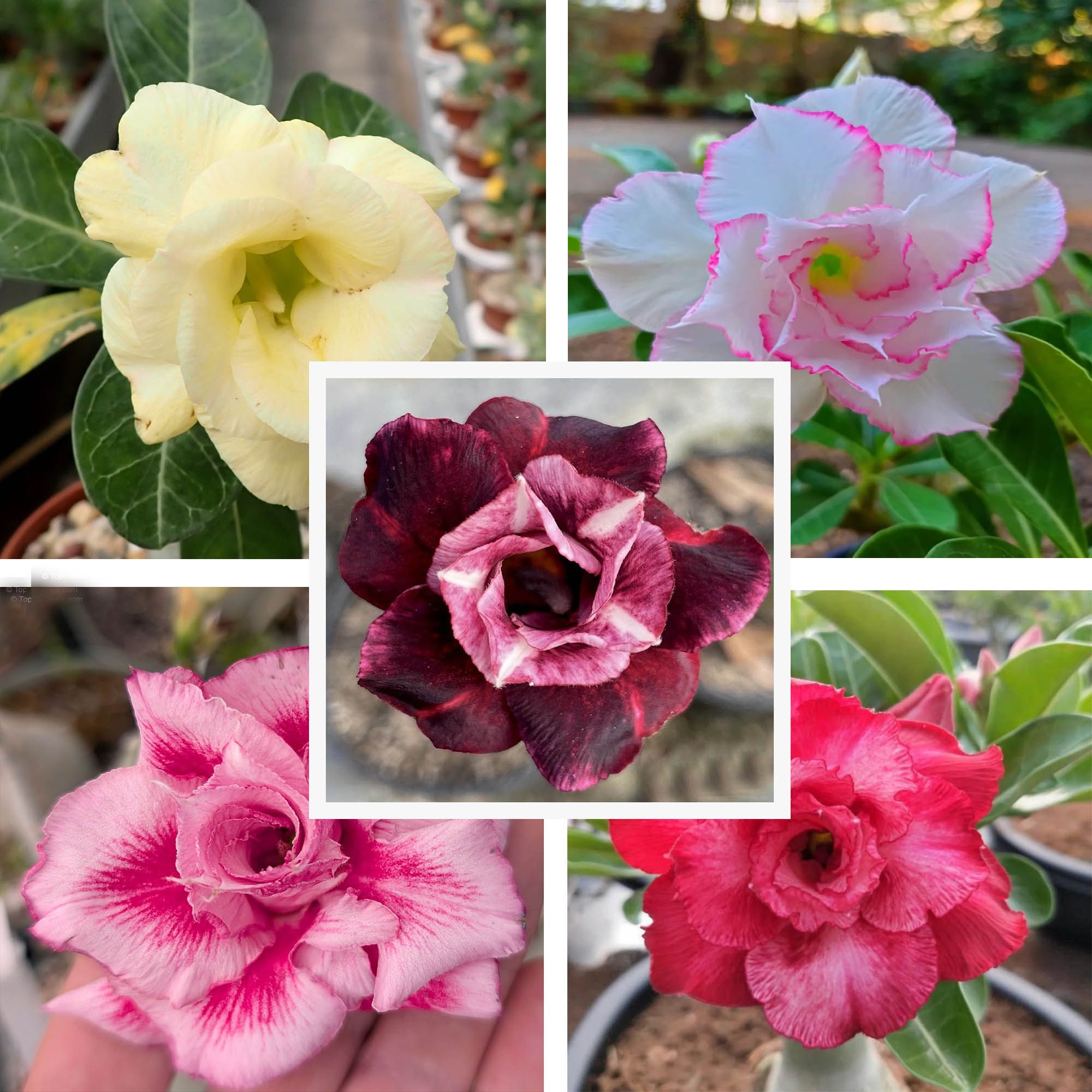 Adenium Obesum Desert Rose Grafted Flowers Plant (pack of 5)