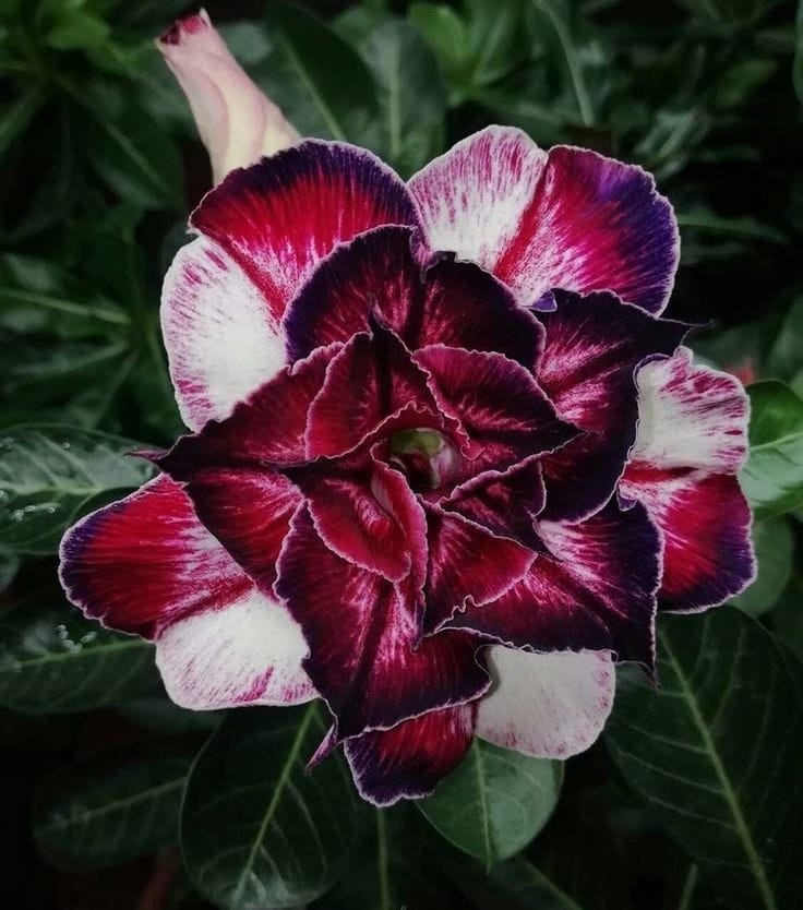 Hybrid Rosey Adenium  Obesum Desert Rose Grafted Flowers Plant -P37