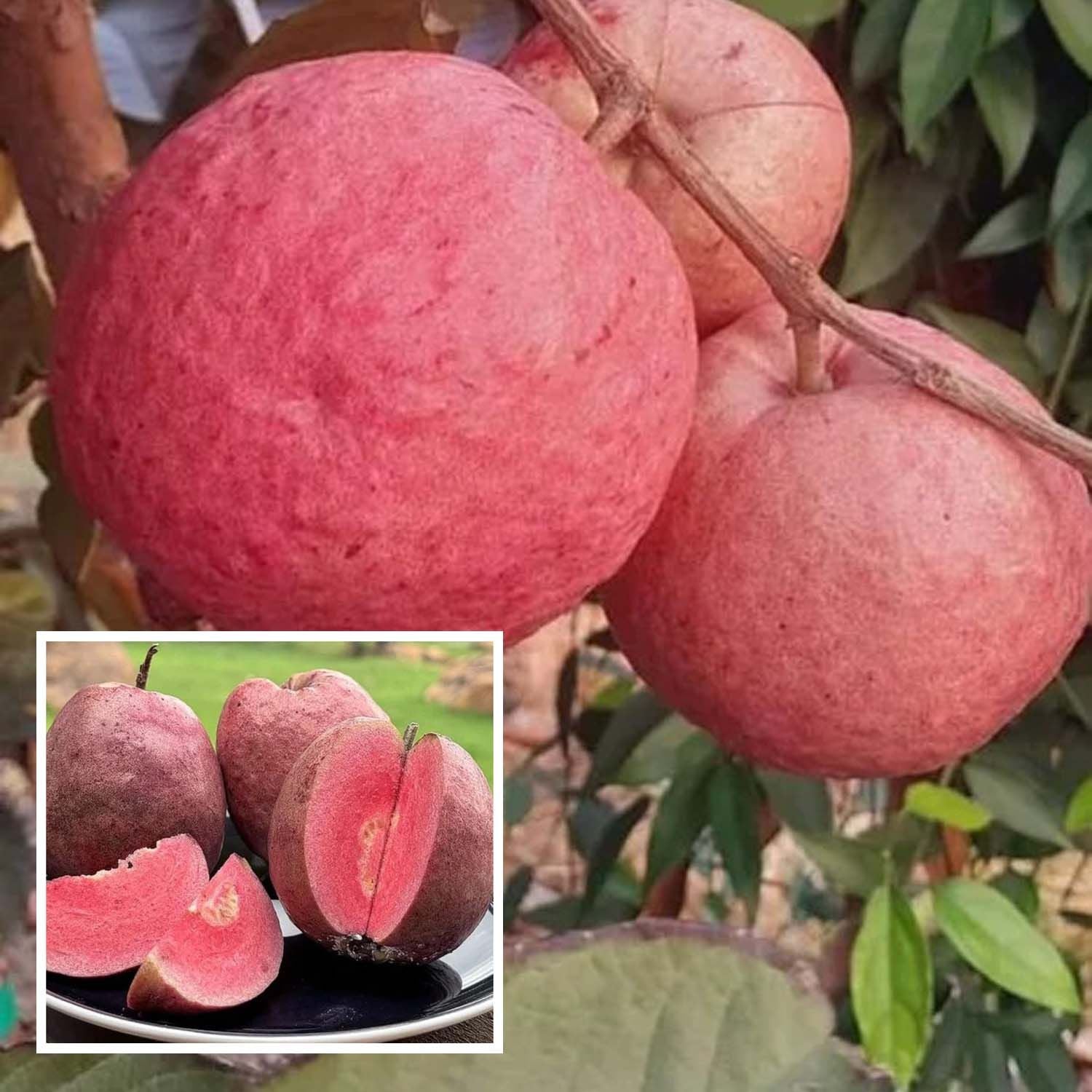 Black Diamond Guava Layering/Grafted Fruit Plant (1-2 Feet Height)