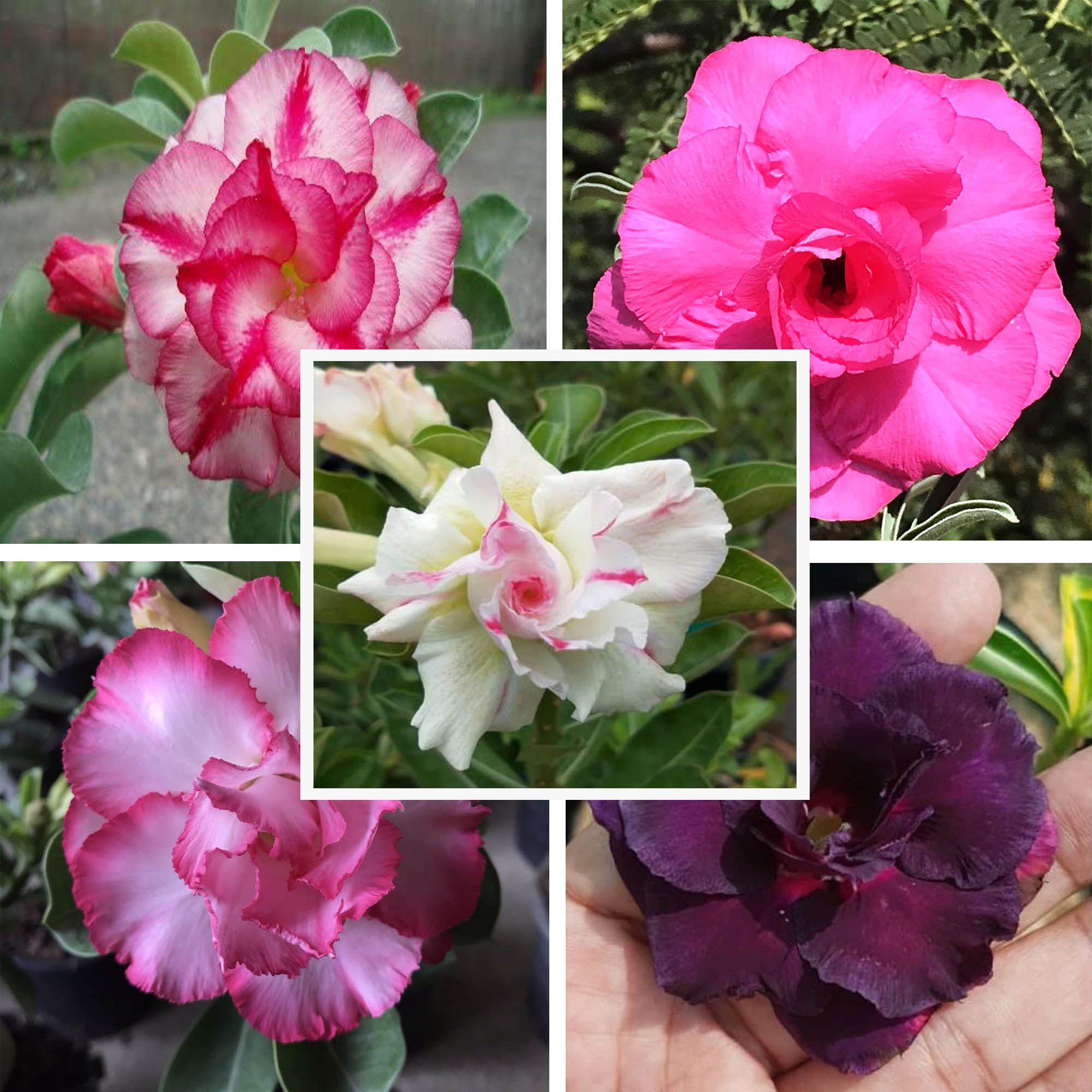 Adenium Obesum Desert Rose Grafted Flowers Plant (pack of 5)