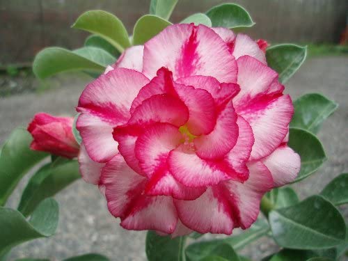 Adenium  Obesum Desert Rose Grafted Flowers Plant (pack of 5)