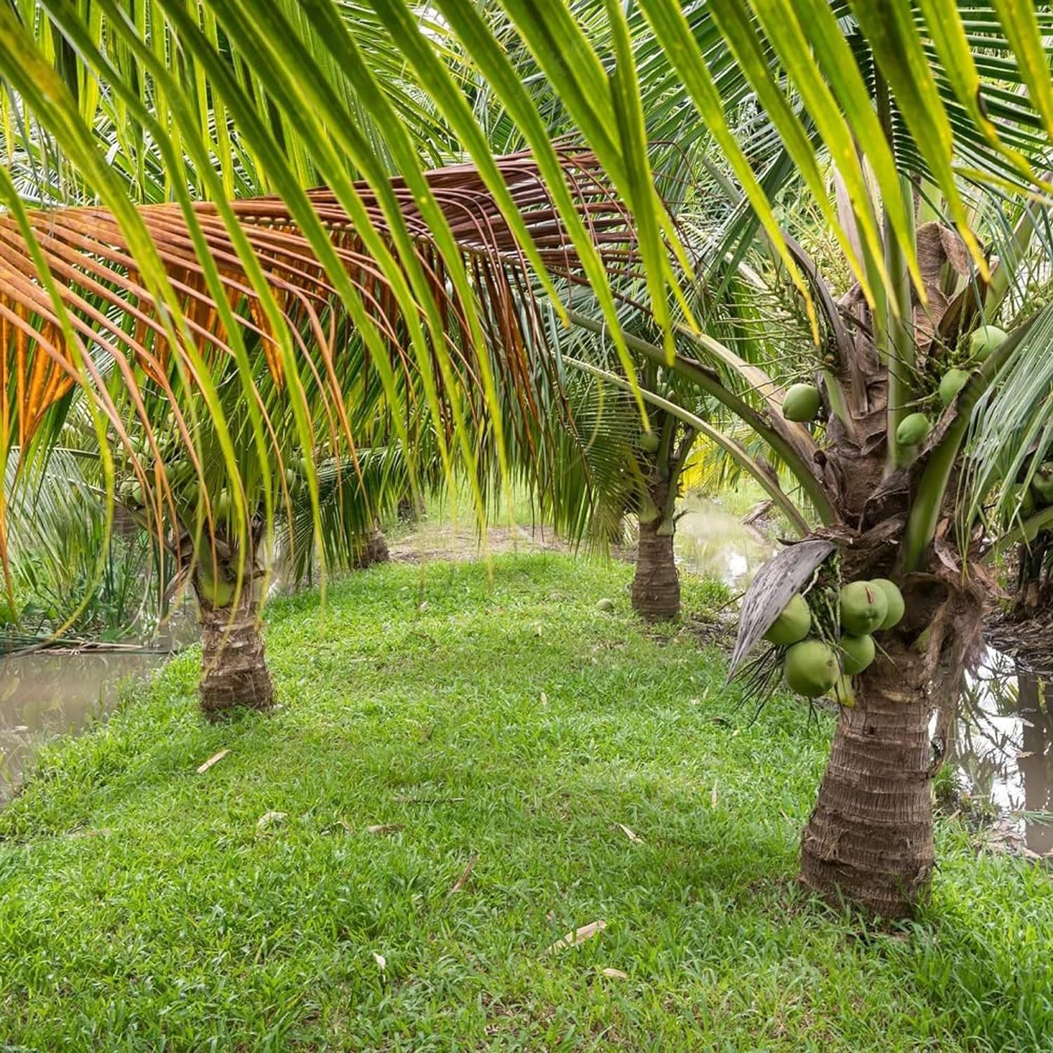 Ganga Bondam Coconut Hybrid Dwarf Varaity Fruit Plants & Tree(2-4 Feet Size)