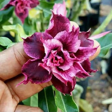 Hybrid Rosey Verity Adenium Obesum Desert Rose Grafted Flowers Plant-90
