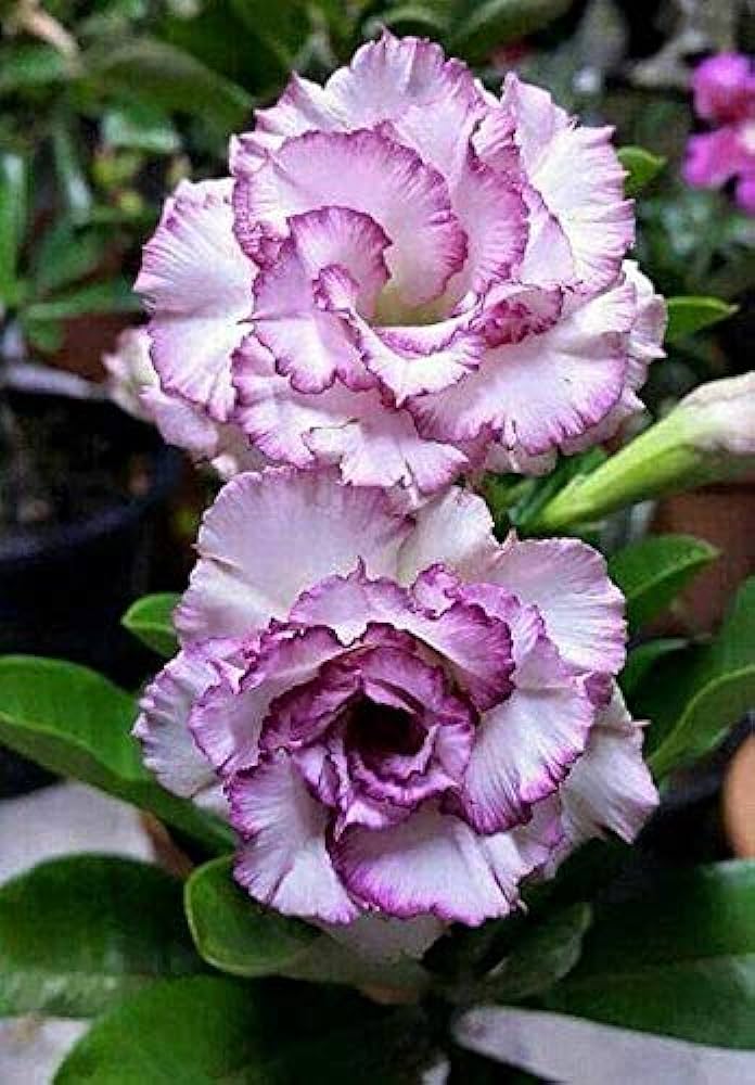 Hybrid Rosey Variety Adenium Obesum Desert Rose Grafted Flowers Plant-P73