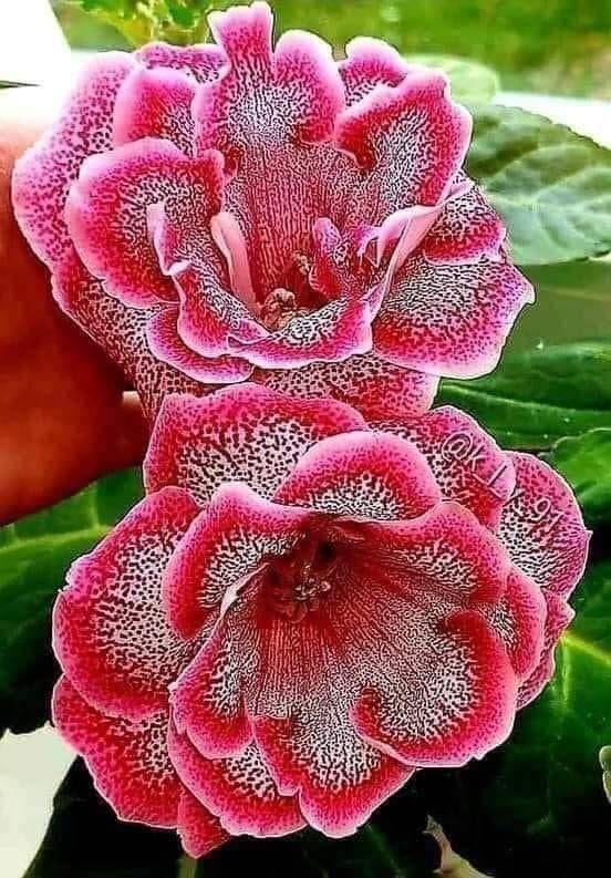 Hybrid Rosey Variety Adenium  Obesum Desert Rose Grafted Flowers Plant -P43