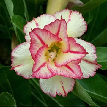 Hybrid Rosey Variety Adenium Obesum Desert Rose Grafted Flowers Plant-P65
