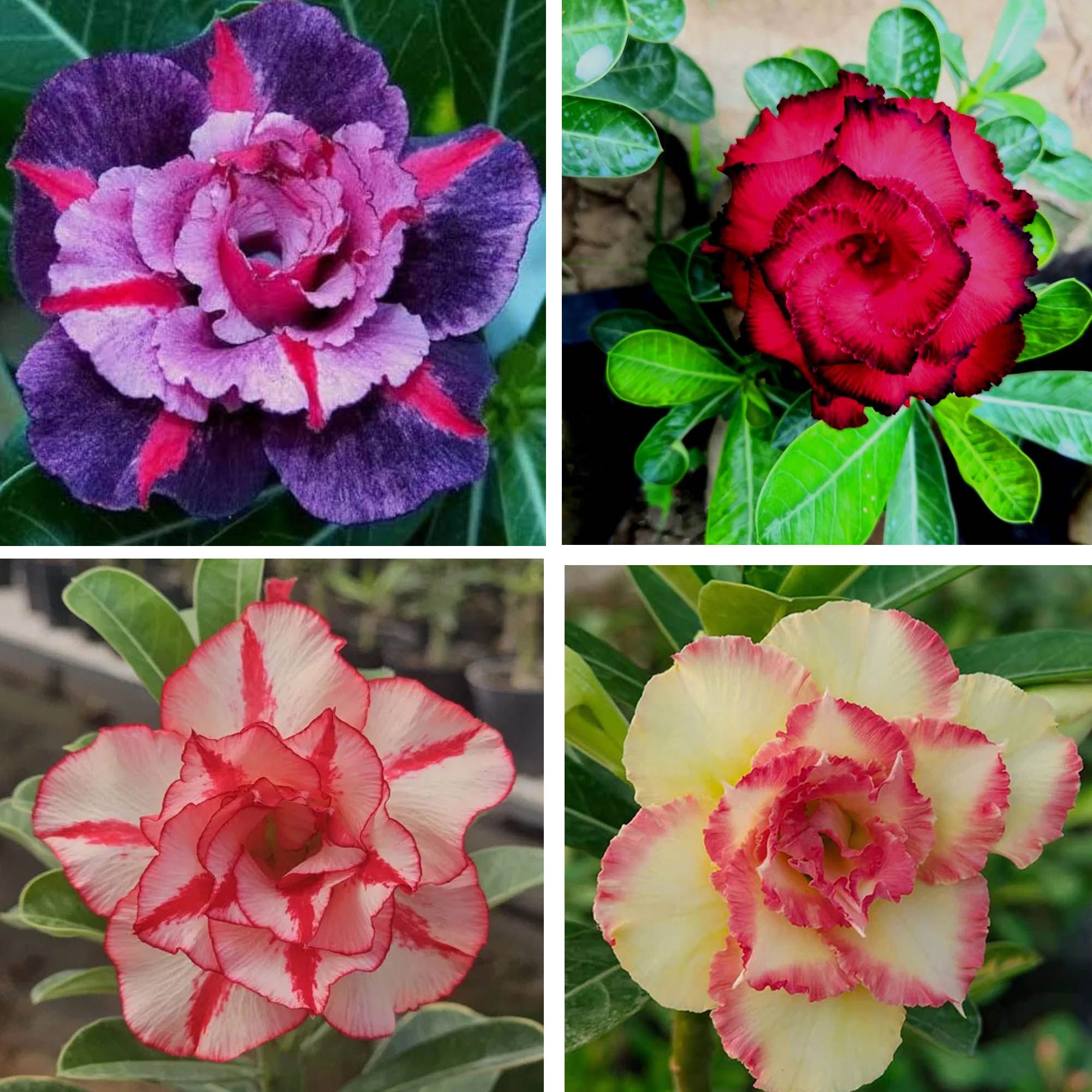 Adenium Obesum Desert Rose Grafted Flowers Plant (pack of 4)