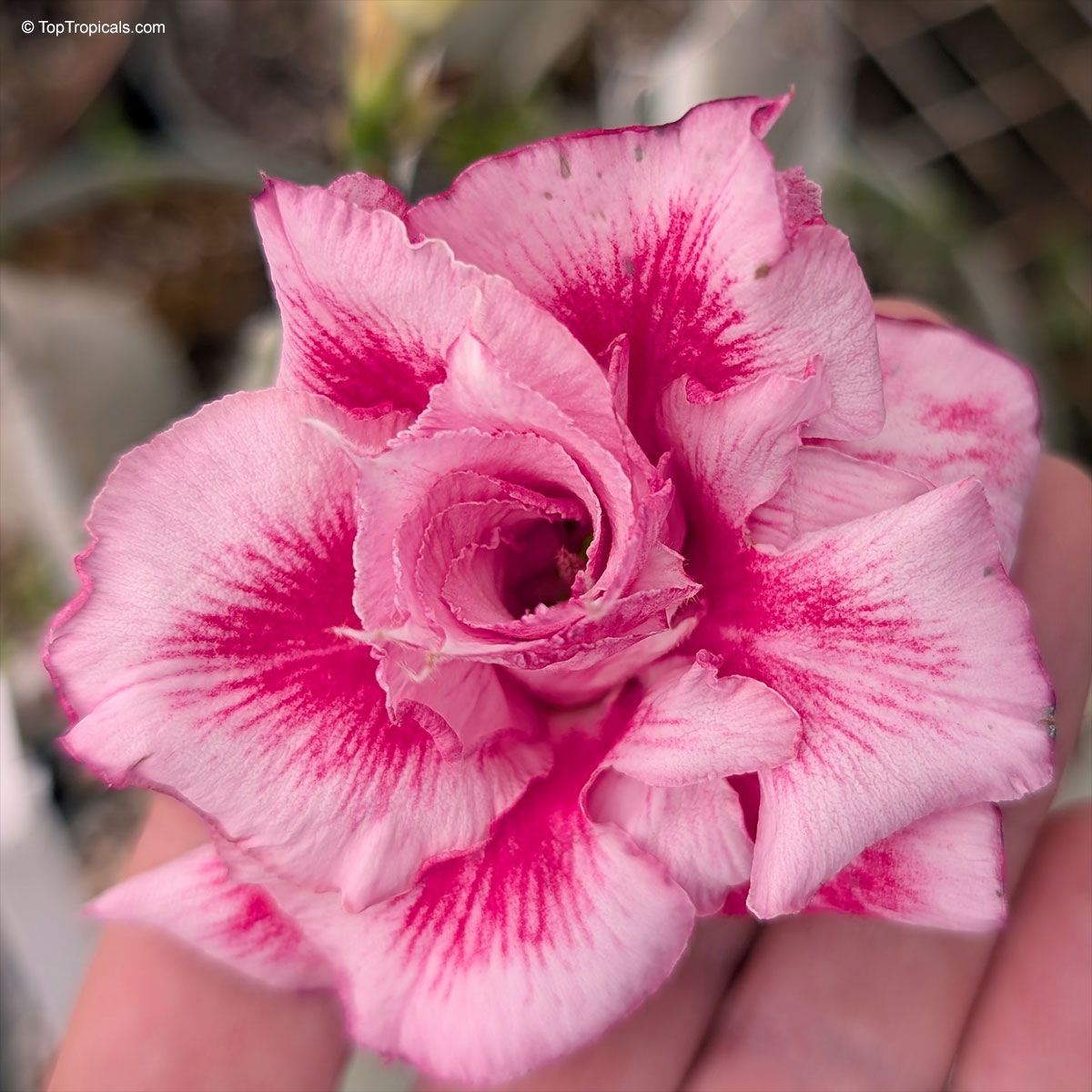 Rosey Variety Adenium  Obesum Desert Rose Grafted Flowers Plant-P30