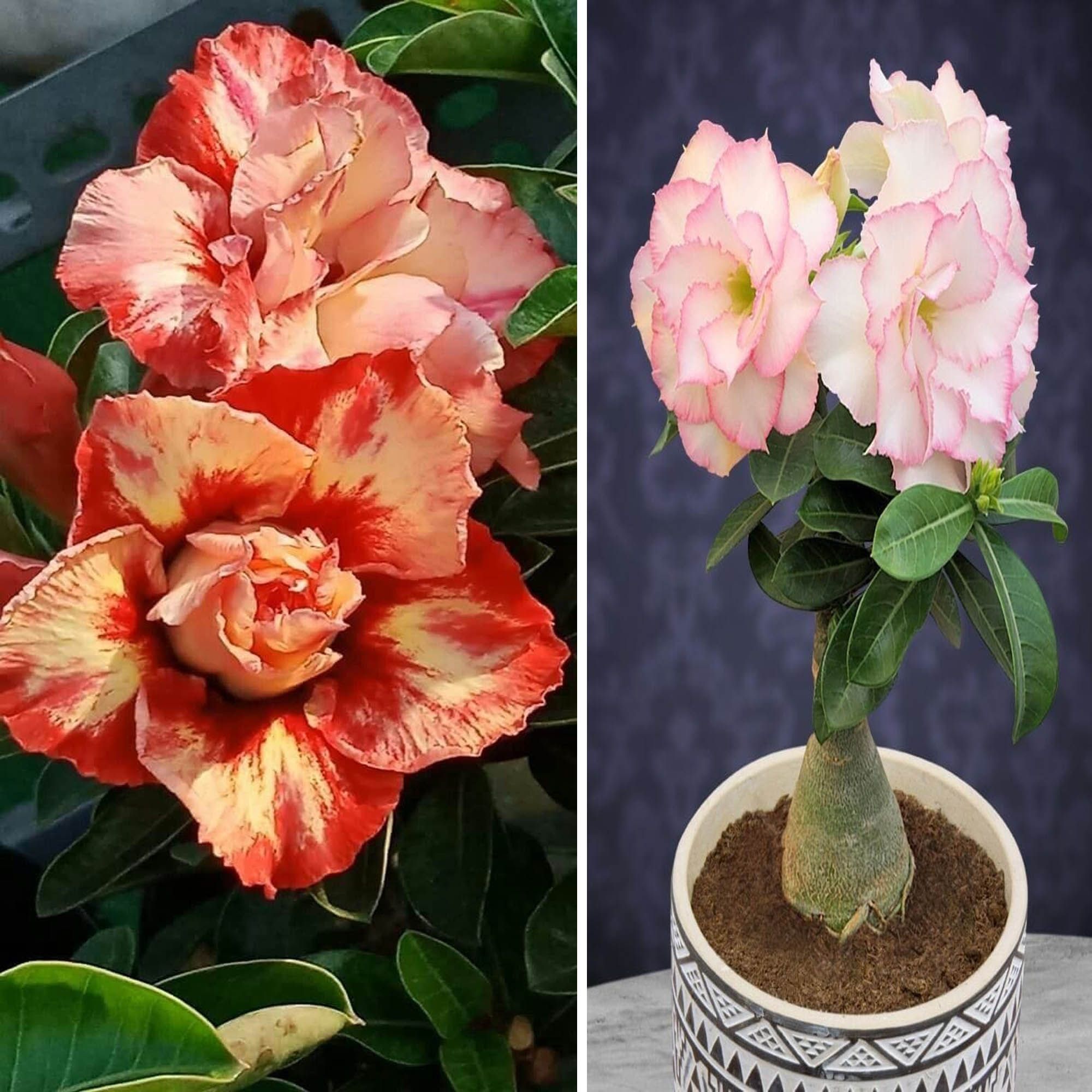 Adenium Obesum Desert Rose Grafted Flowers Plant (pack of 2)