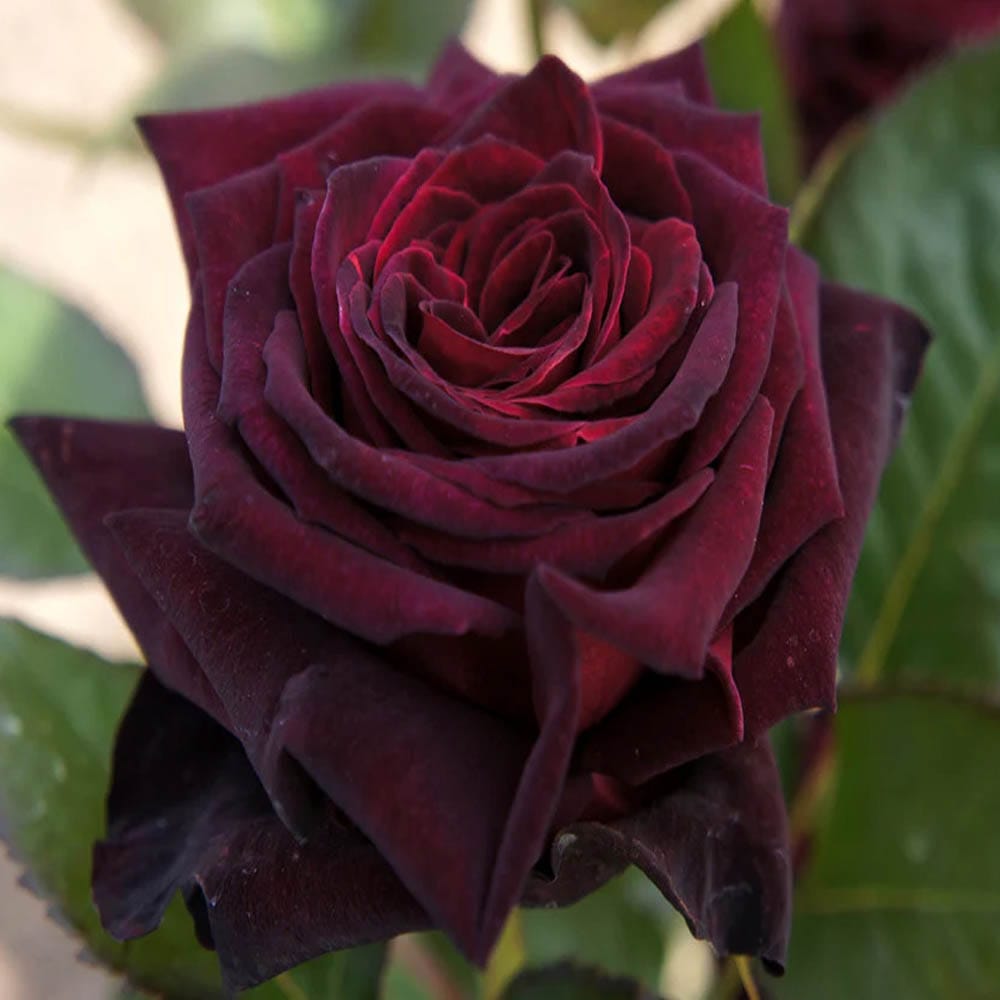 Deep Red Rose Fragrant Flower Plant (1-2 Feet Height)