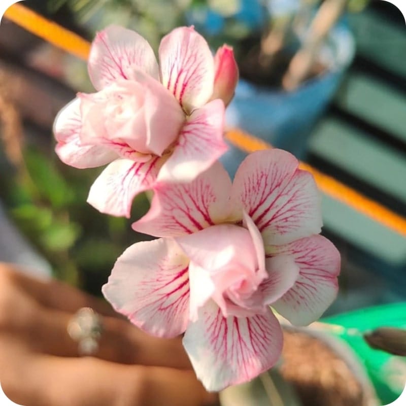 Hybrid Rosey Variety Adenium  Obesum Desert Rose Grafted Flowers Plant - P23