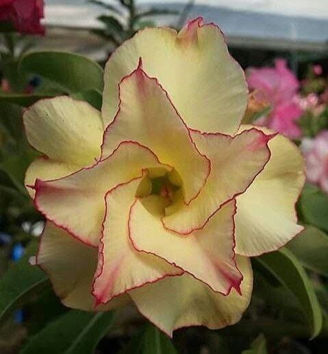 Rosey Verity Adenium Obesum Desert Rose Grafted Flowers Plant-P104