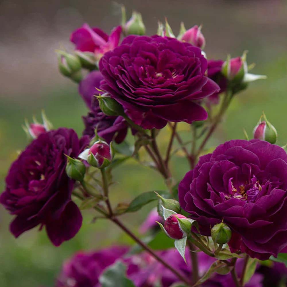 Violet Rose Fragrant Flower Plant (1-2 Feet Height)