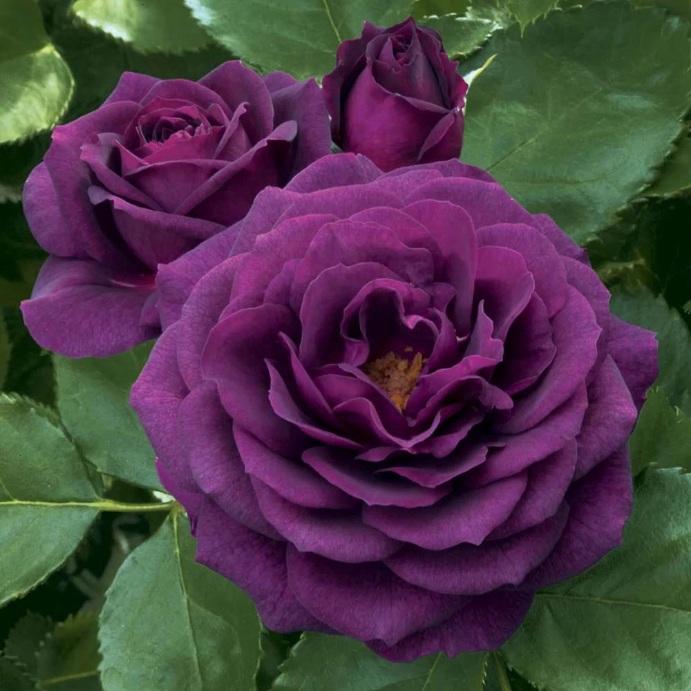 Violet Rose Fragrant Flower Plant (1-2 Feet Height)