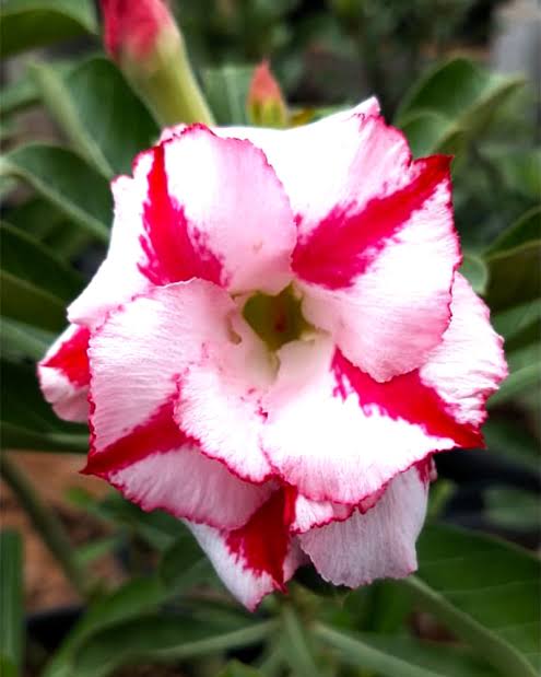 Rosey Verity Adenium  Obesum Desert Rose Grafted Flowers Plant-P100