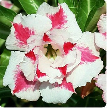 Hybrid Rosey Verity Adenium Obesum Desert Rose Grafted Flowers Plant-P110