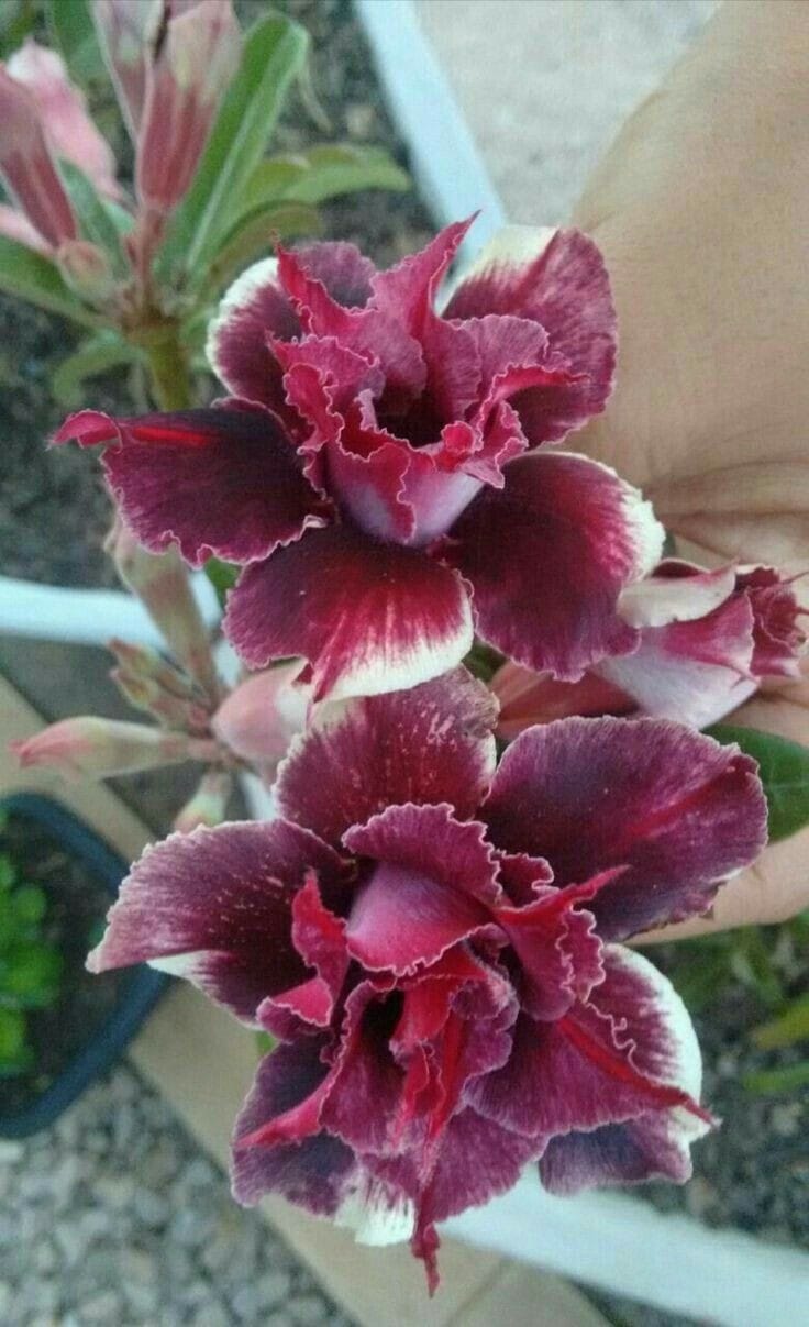 Rosey Verity Adenium Obesum Desert Rose Grafted Flowers Plant-P107
