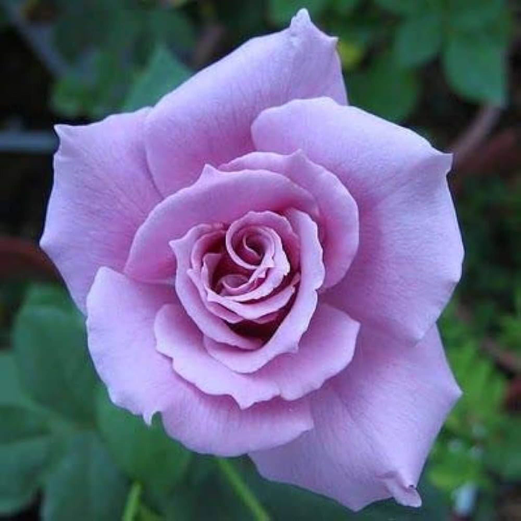 Blue Moon Rose Fragrant Flower Plant (1-2 Feet Height)