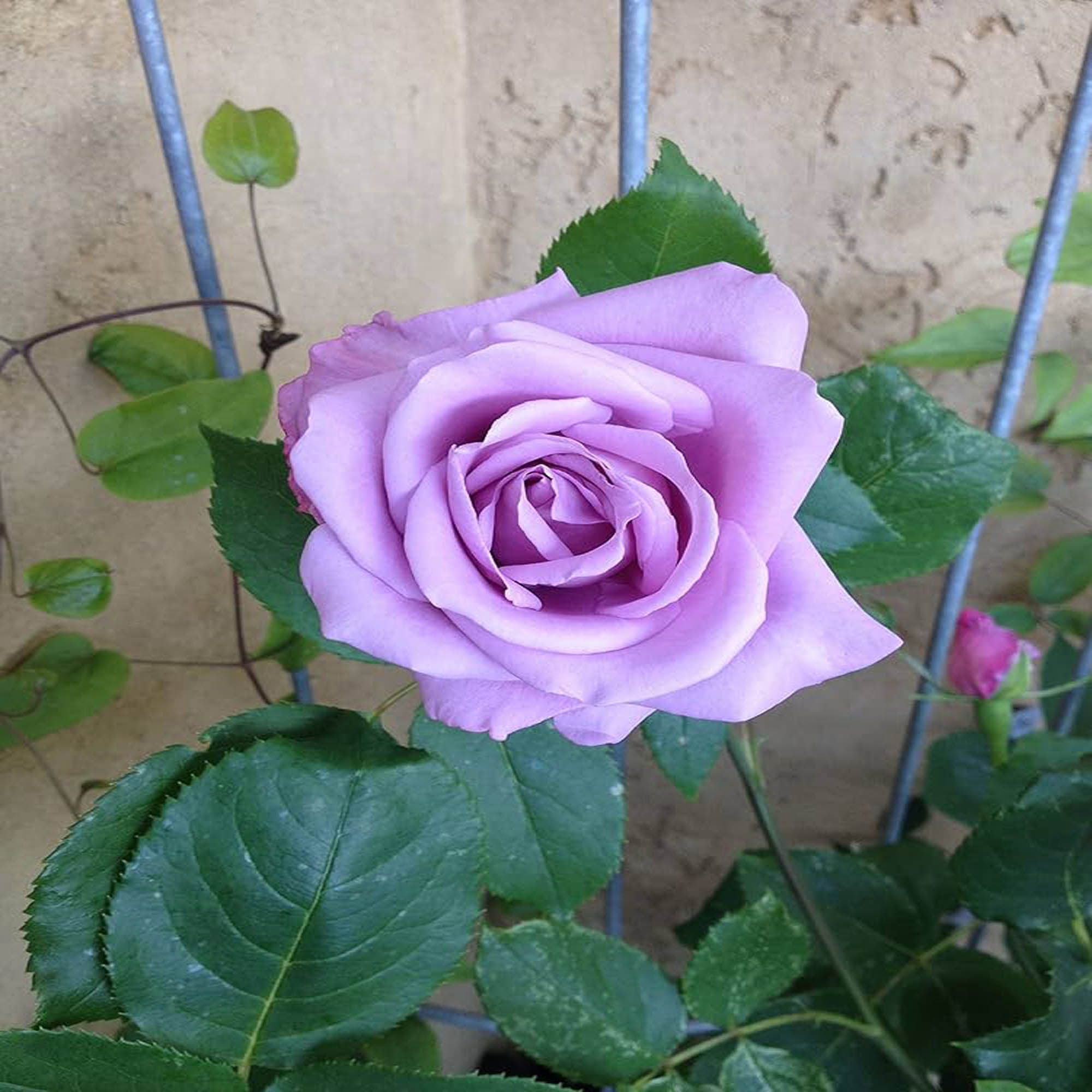 Blue Moon Rose Fragrant Flower Plant (1-2 Feet Height)