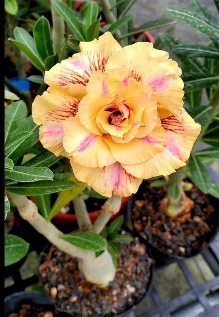 Rosey Verity Adenium Obesum Desert Rose Grafted Flowers Plant-P113