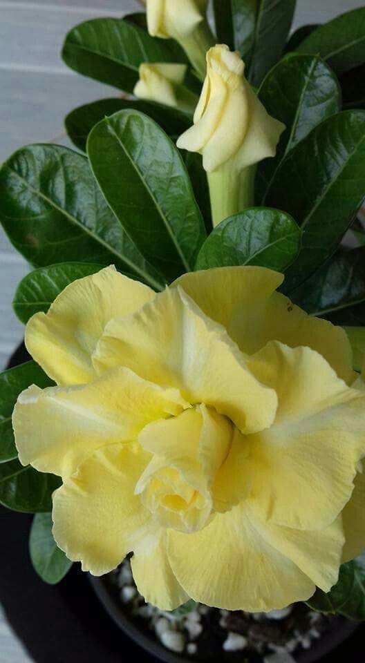 Rosey Variety Adenium  Obesum Desert Rose Grafted Flowers Plant-P54